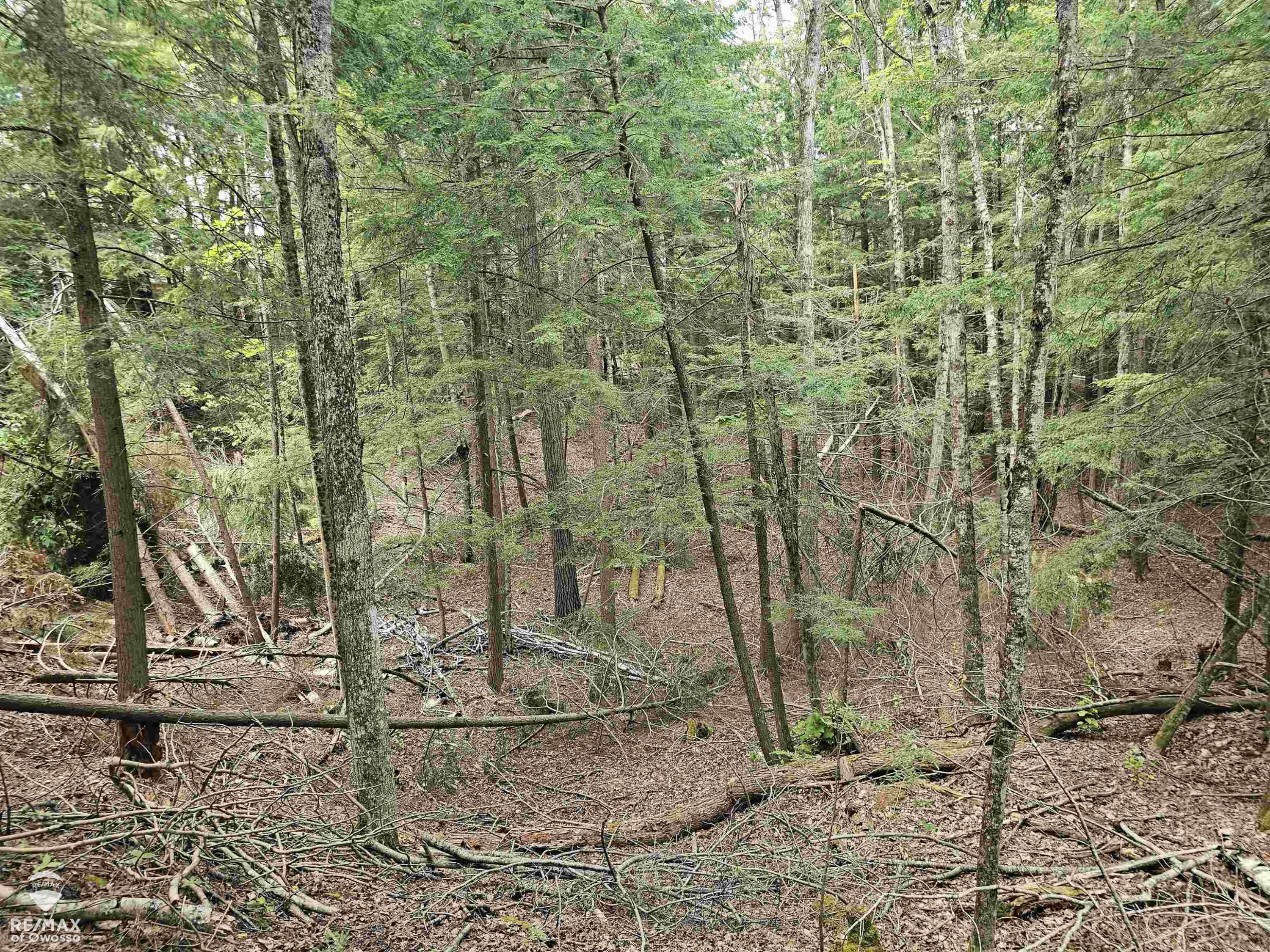 Spile Dam Road, Millersburg, MI 49759 — Photo 8