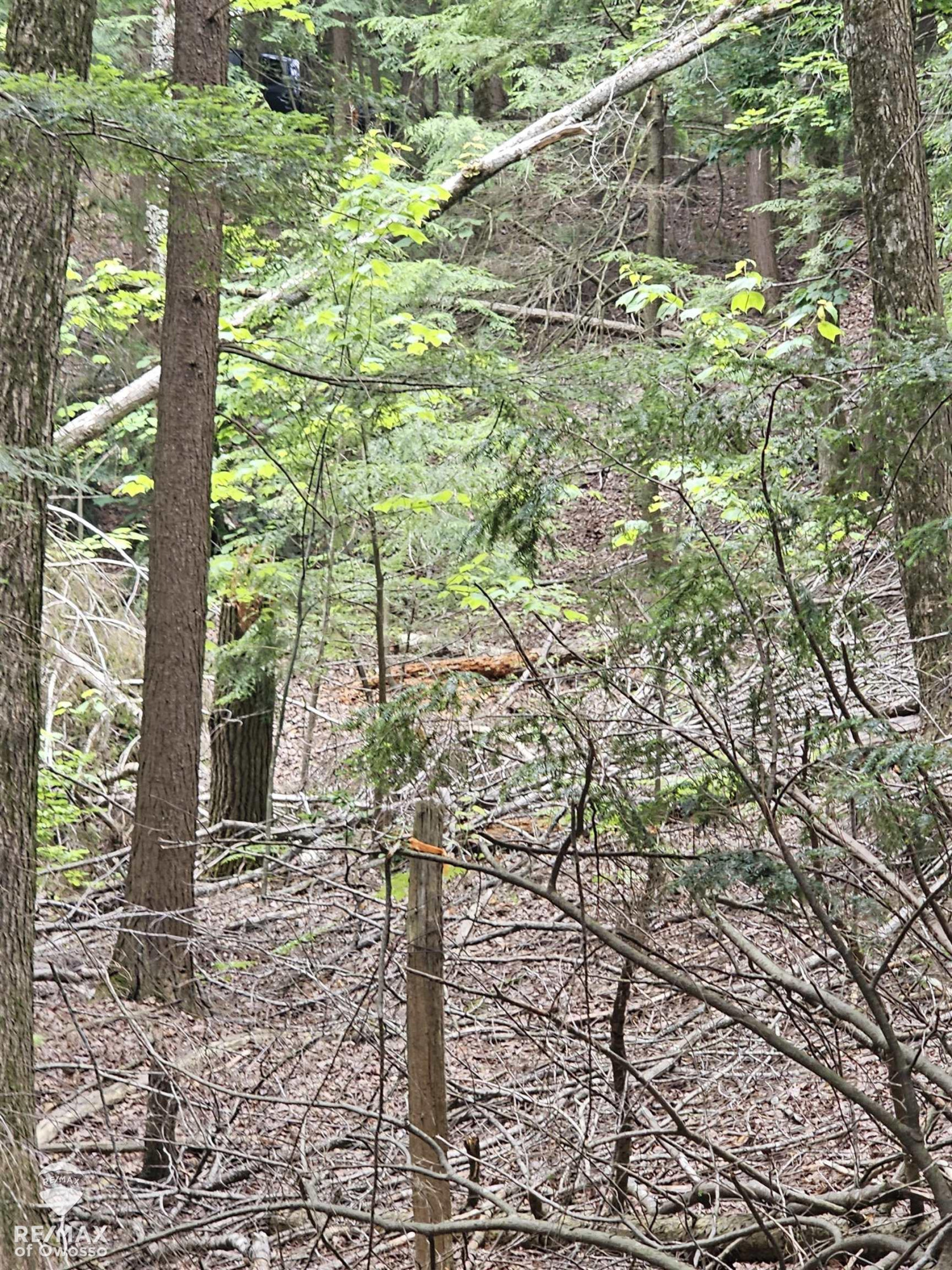 Spile Dam Road, Millersburg, MI 49759 — Photo 10