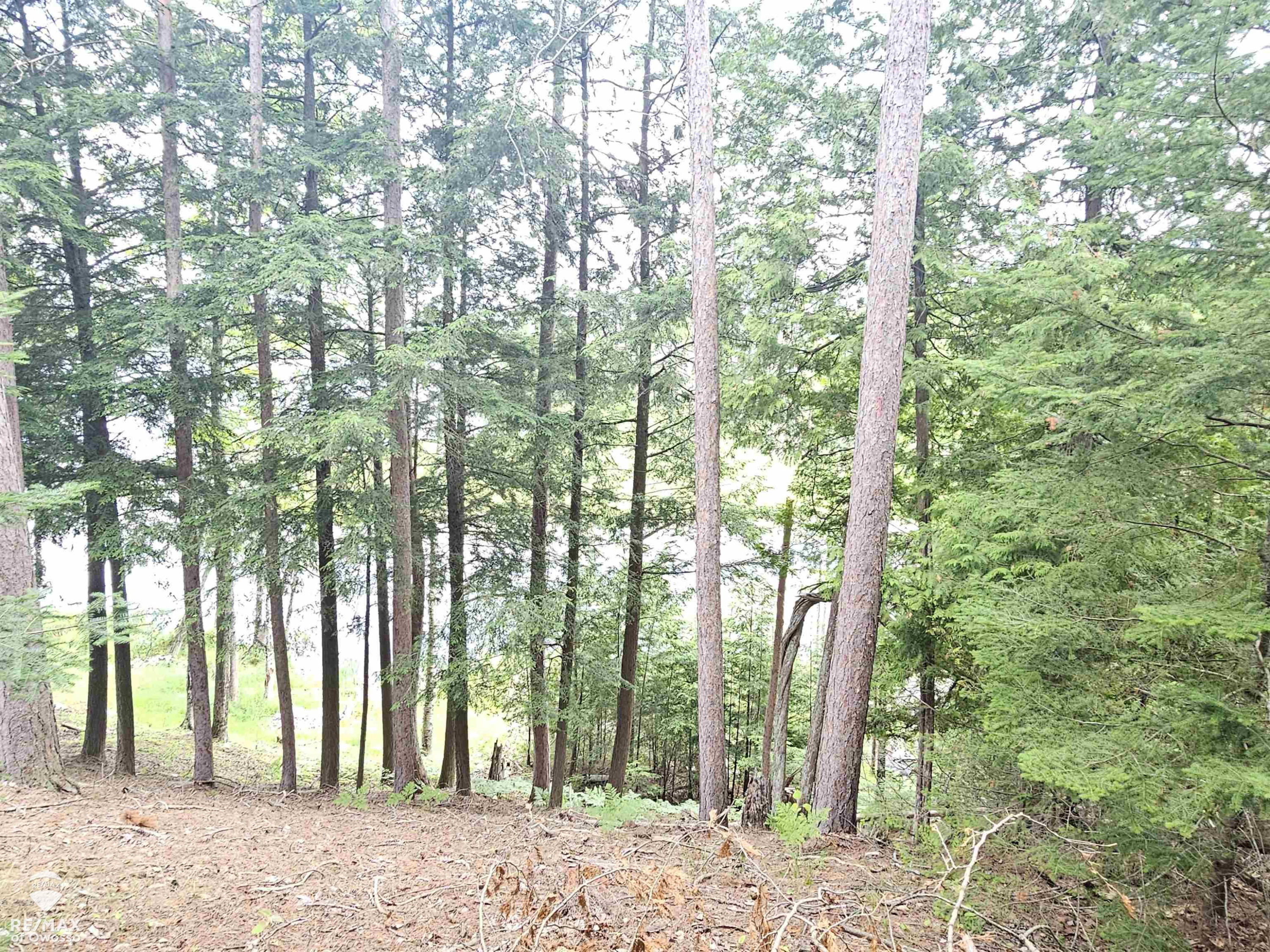 Spile Dam Road, Millersburg, MI 49759 — Photo 13