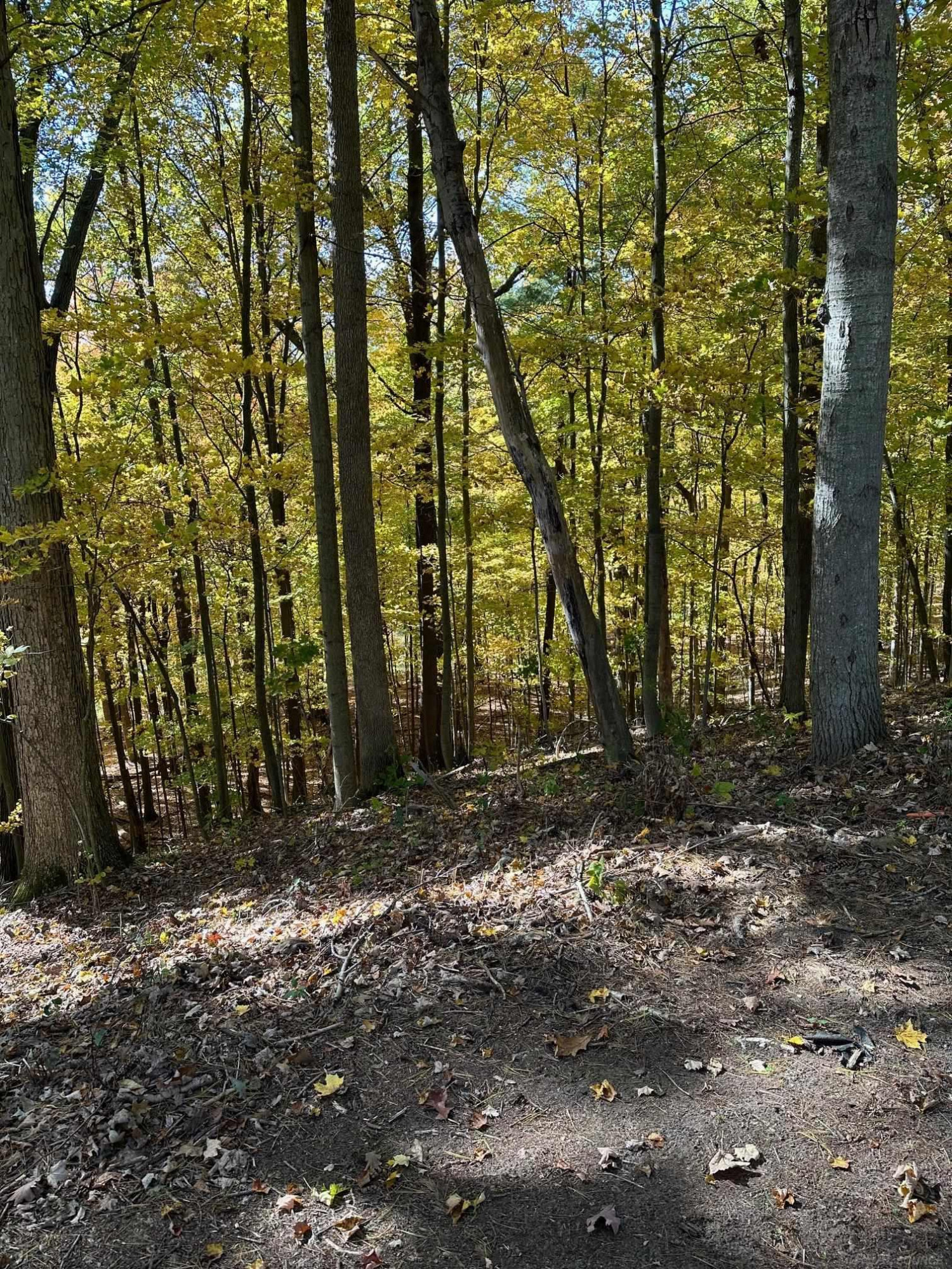 5699 Sycamore Lane, MI 48049 — Photo 11