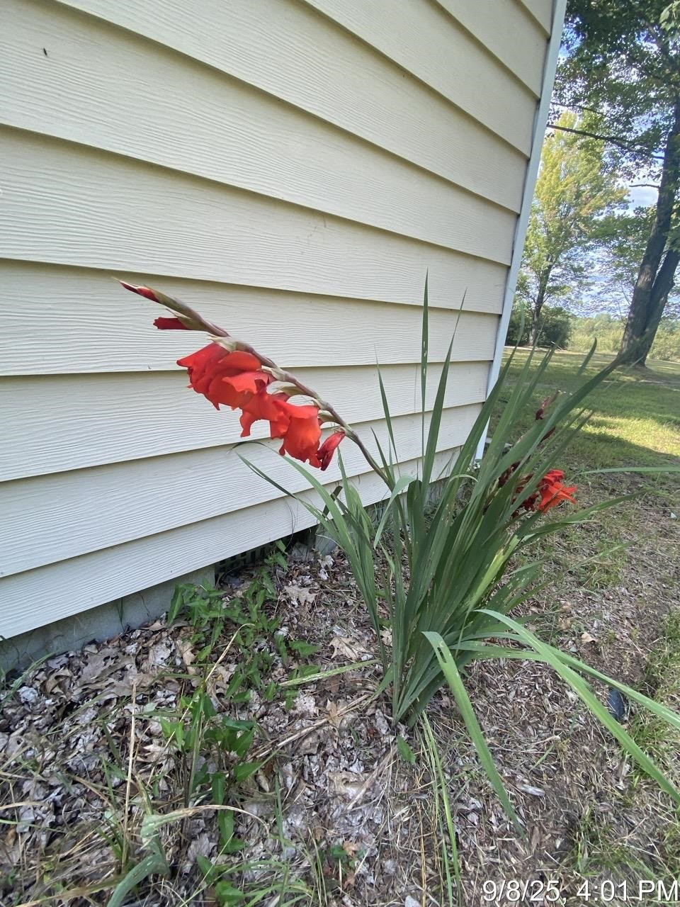 3284 Swinson Road, Rhodes, MI 48652 — Photo 10
