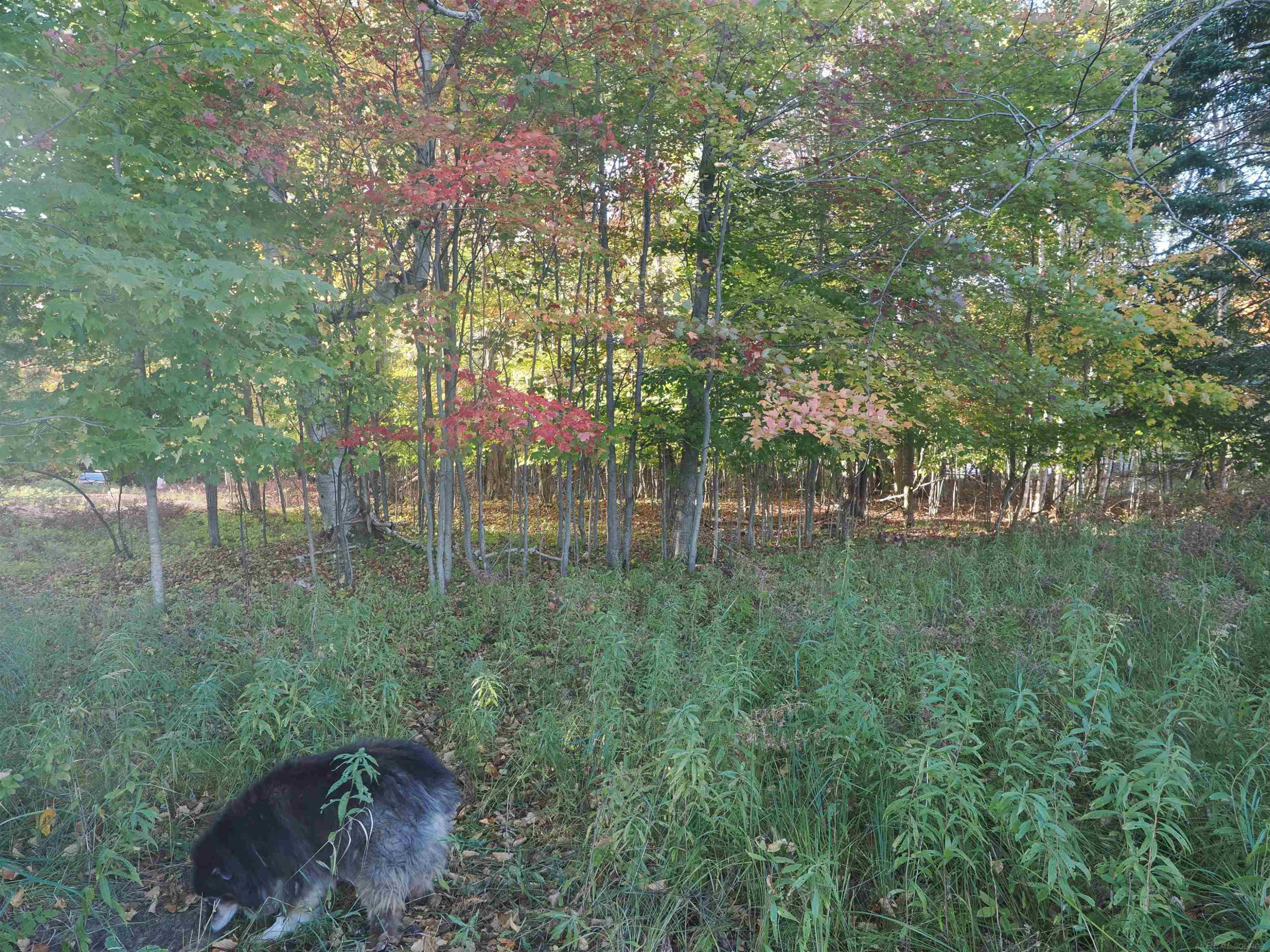 XXX W Birch Shores Drive, Trout Lake, MI 49793 — Photo 4