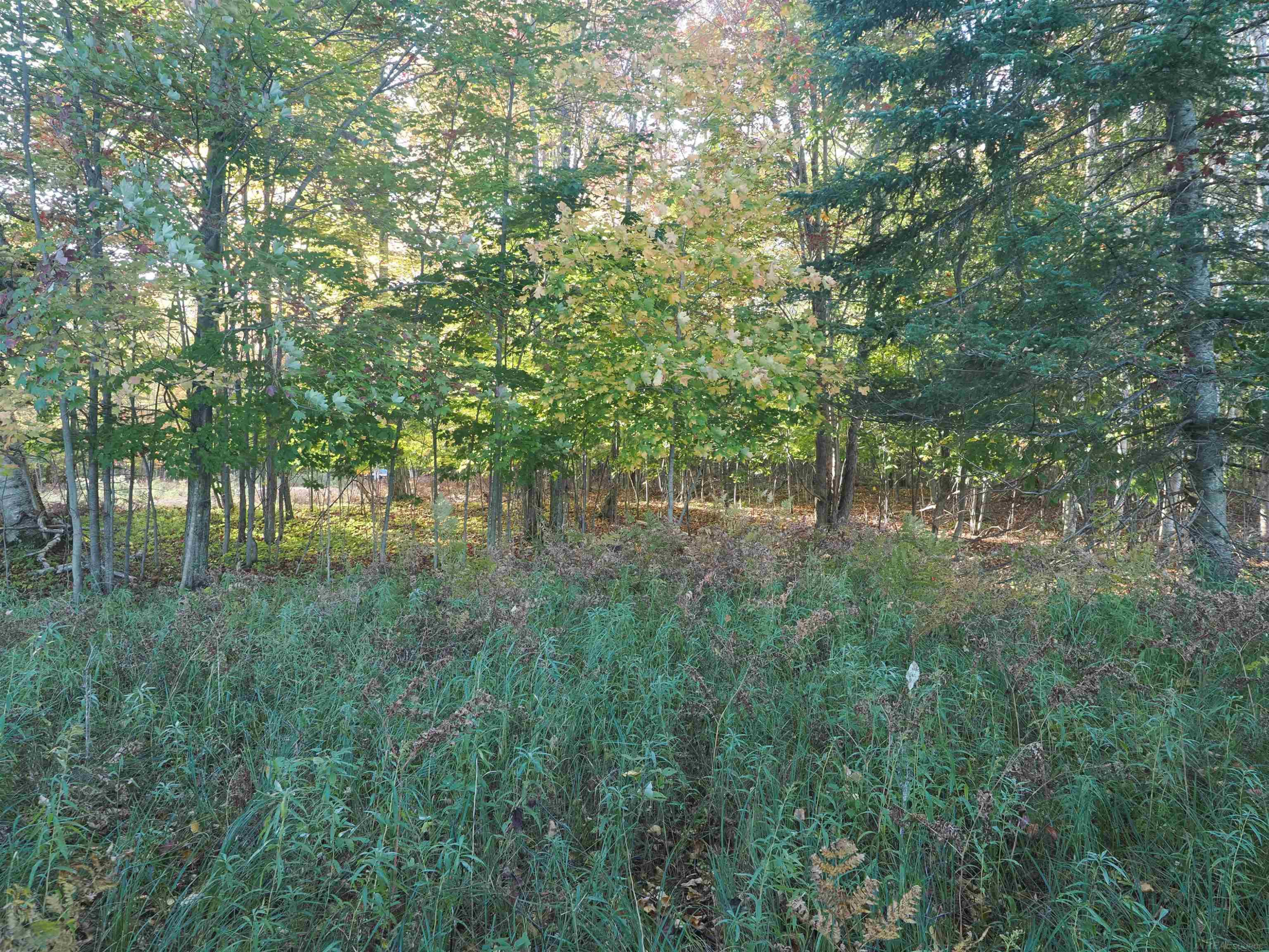 XXX W Birch Shores Drive, Trout Lake, MI 49793 — Photo 5