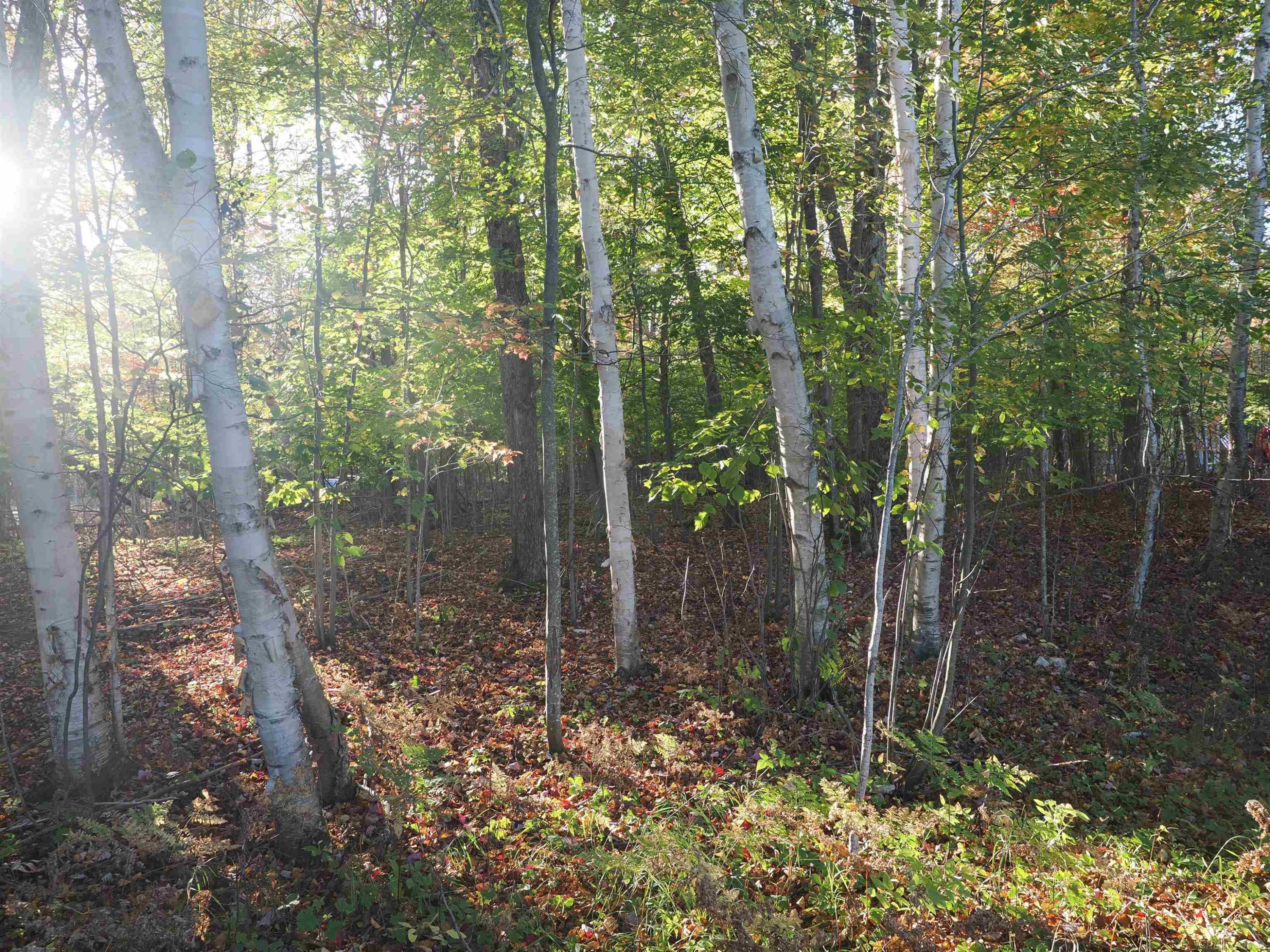 XXX W Birch Shores Drive, Trout Lake, MI 49793 — Photo 6
