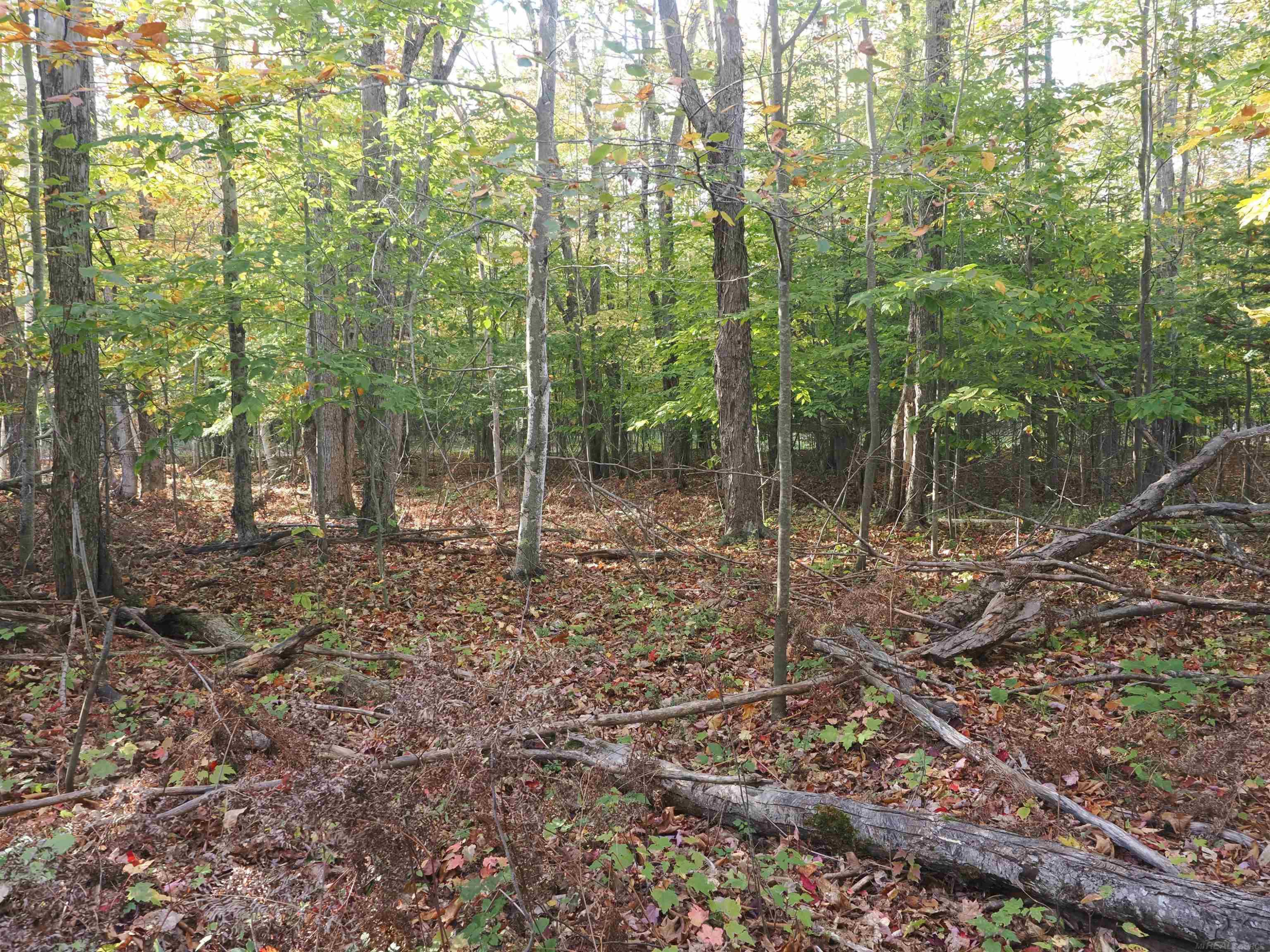XXX W Birch Shores Drive, Trout Lake, MI 49793 — Photo 8