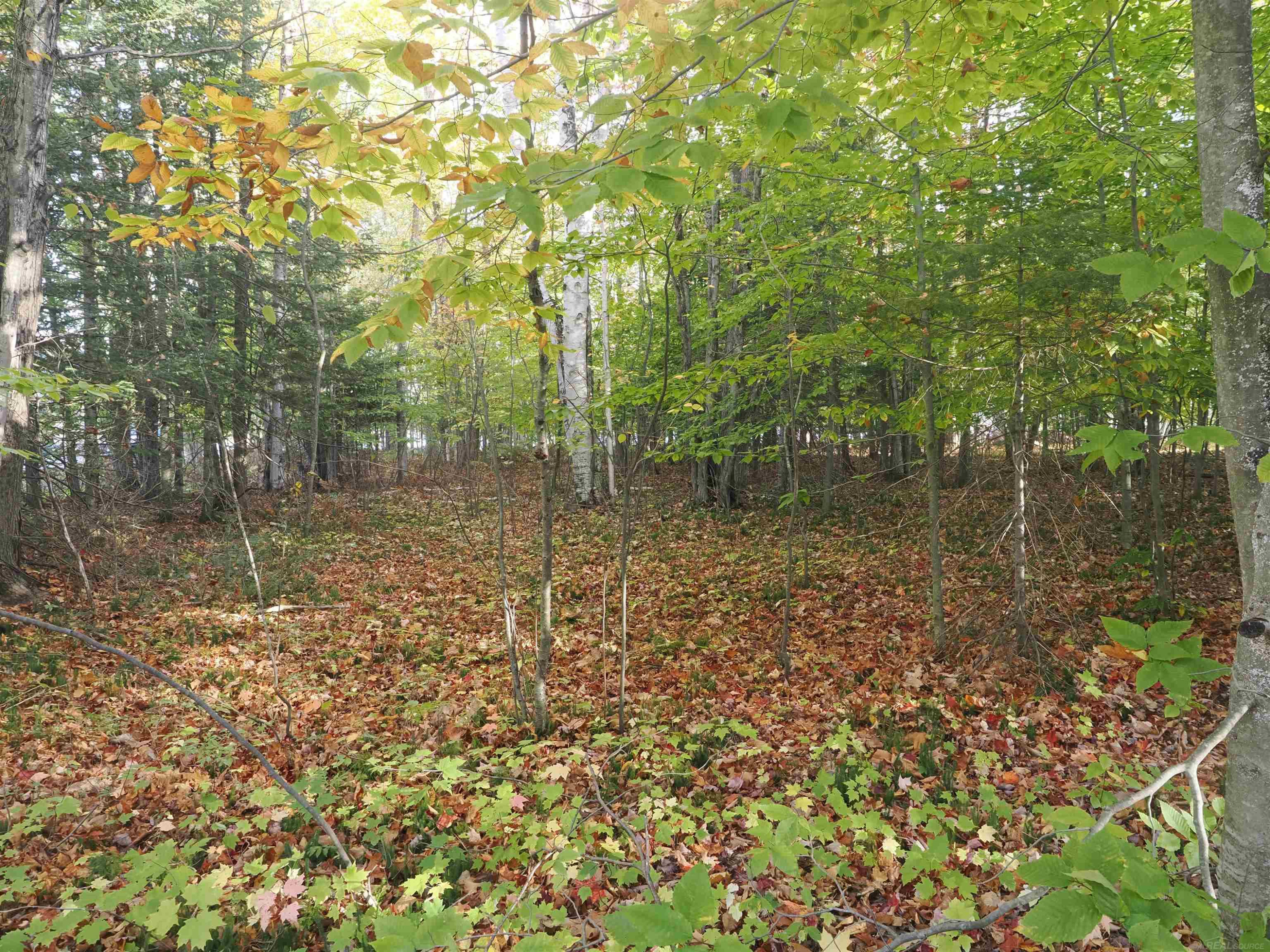 XXX W Birch Shores Drive, Trout Lake, MI 49793 — Photo 10