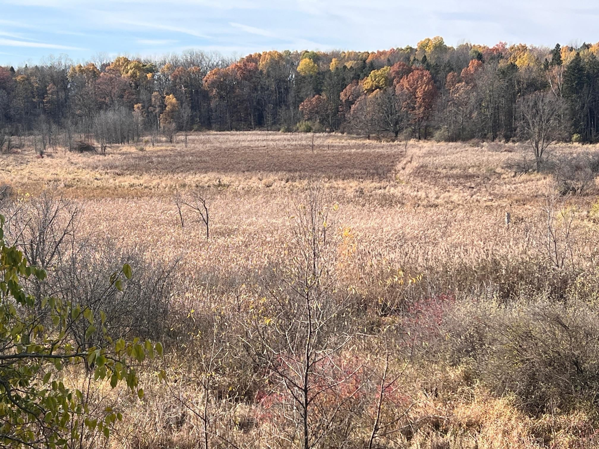 10008 M-52 Highway, Perry, MI 48872 — Photo 39