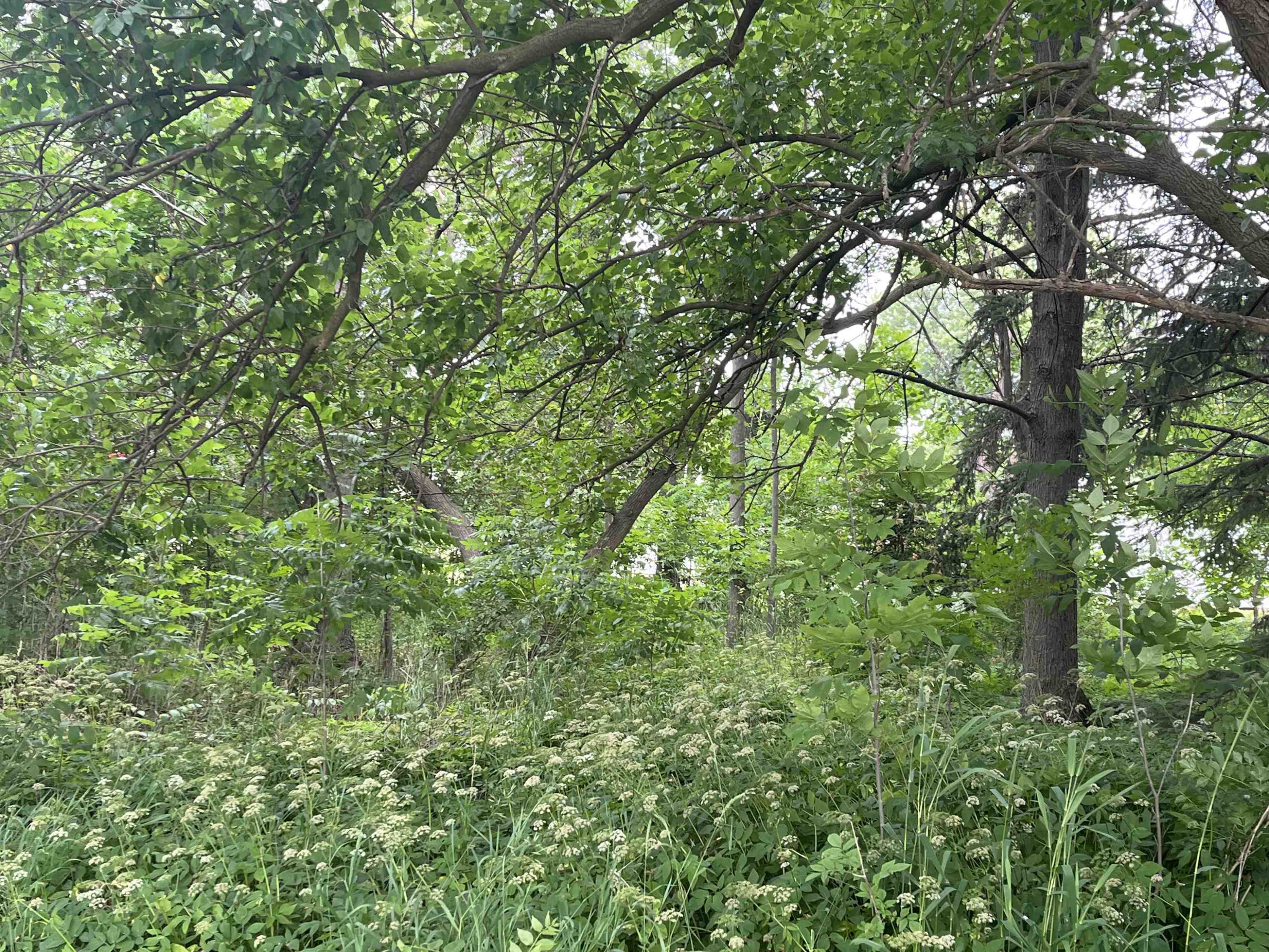 VL Maple Street, Saint Charles, MI 48655 — Photo 10