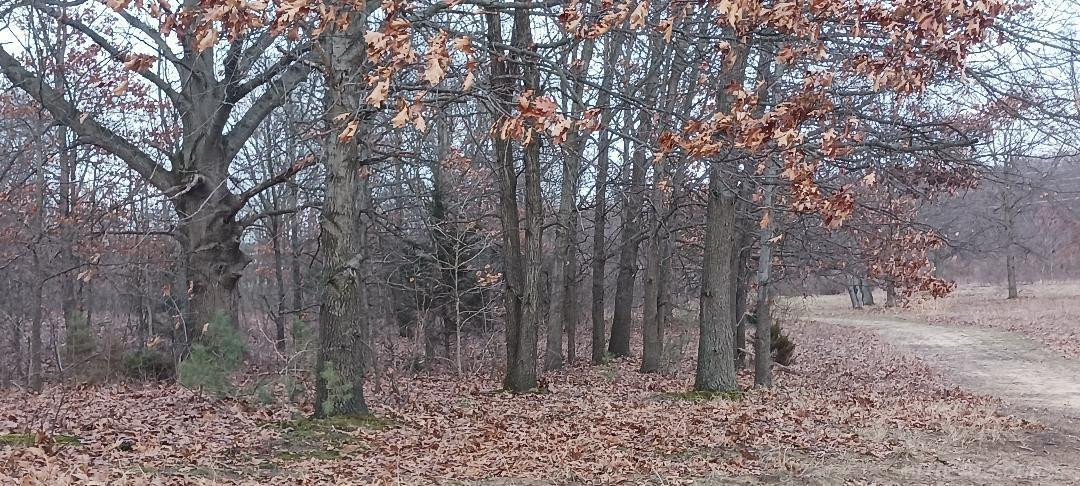 87573 County Road 668, Decatur, MI 49045 — Photo 2