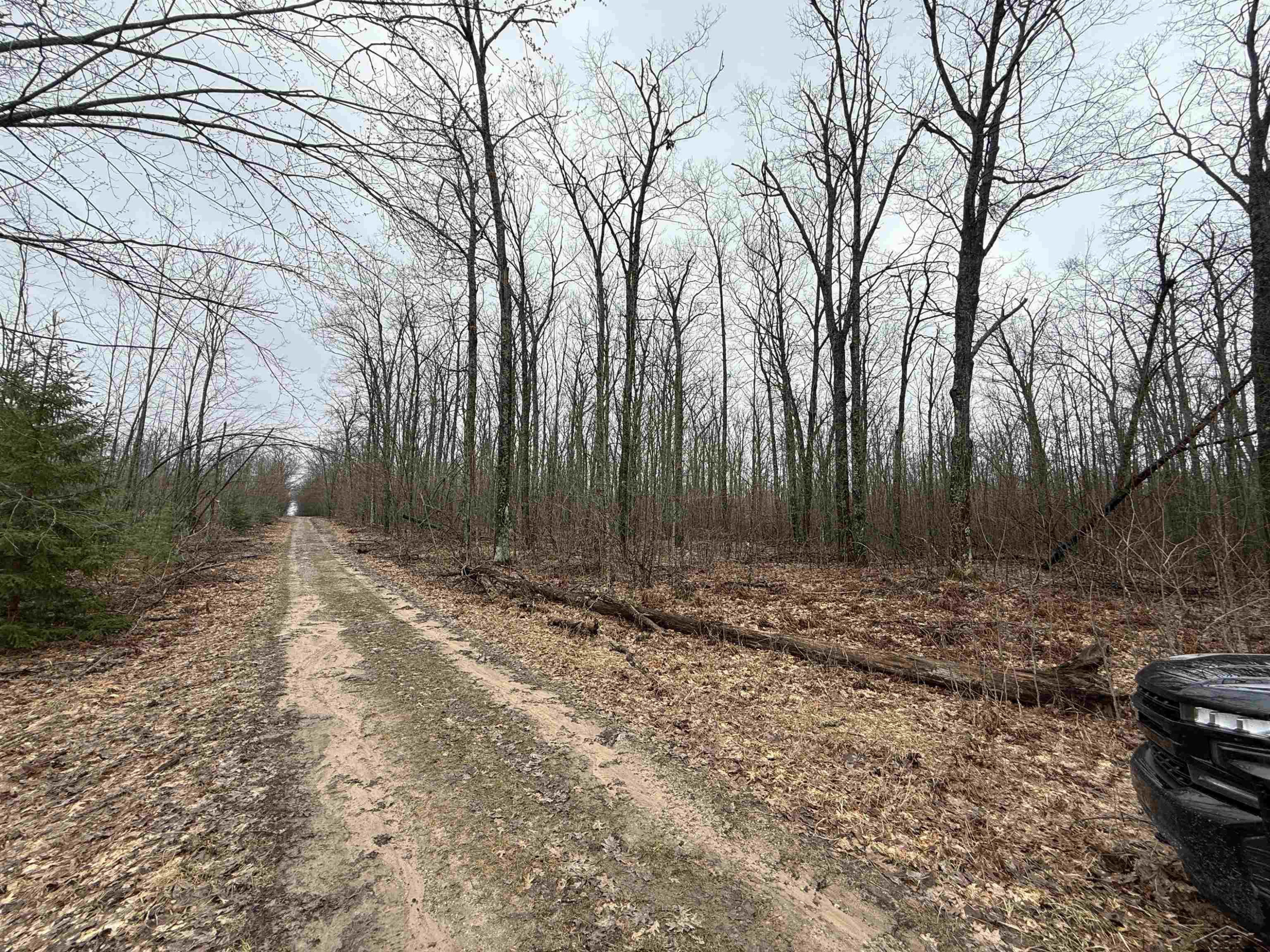 VL Camp Domino Trail, Hillman, MI 49746 — Photo 3