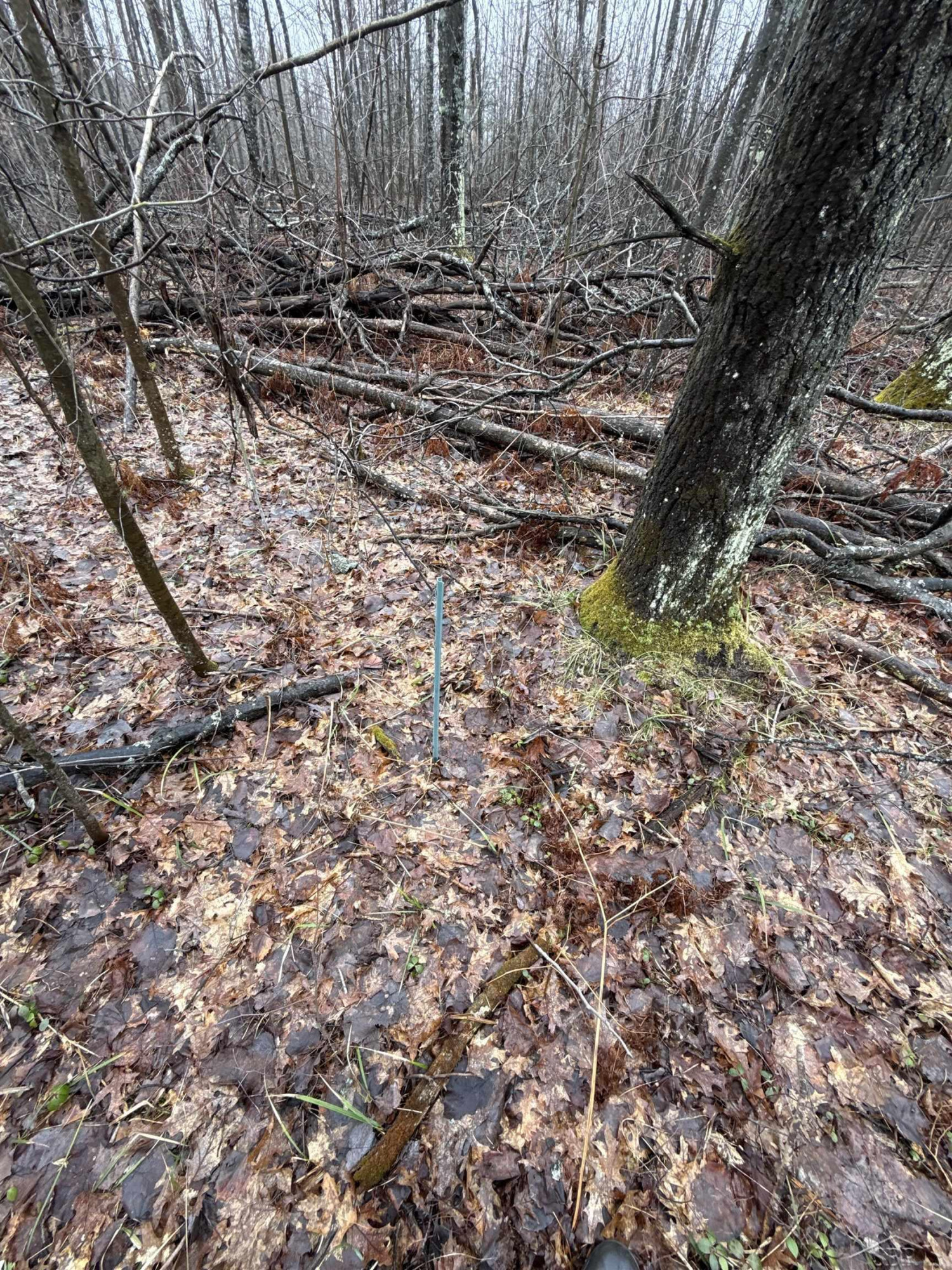 VL Camp Domino Trail, Hillman, MI 49746 — Photo 7