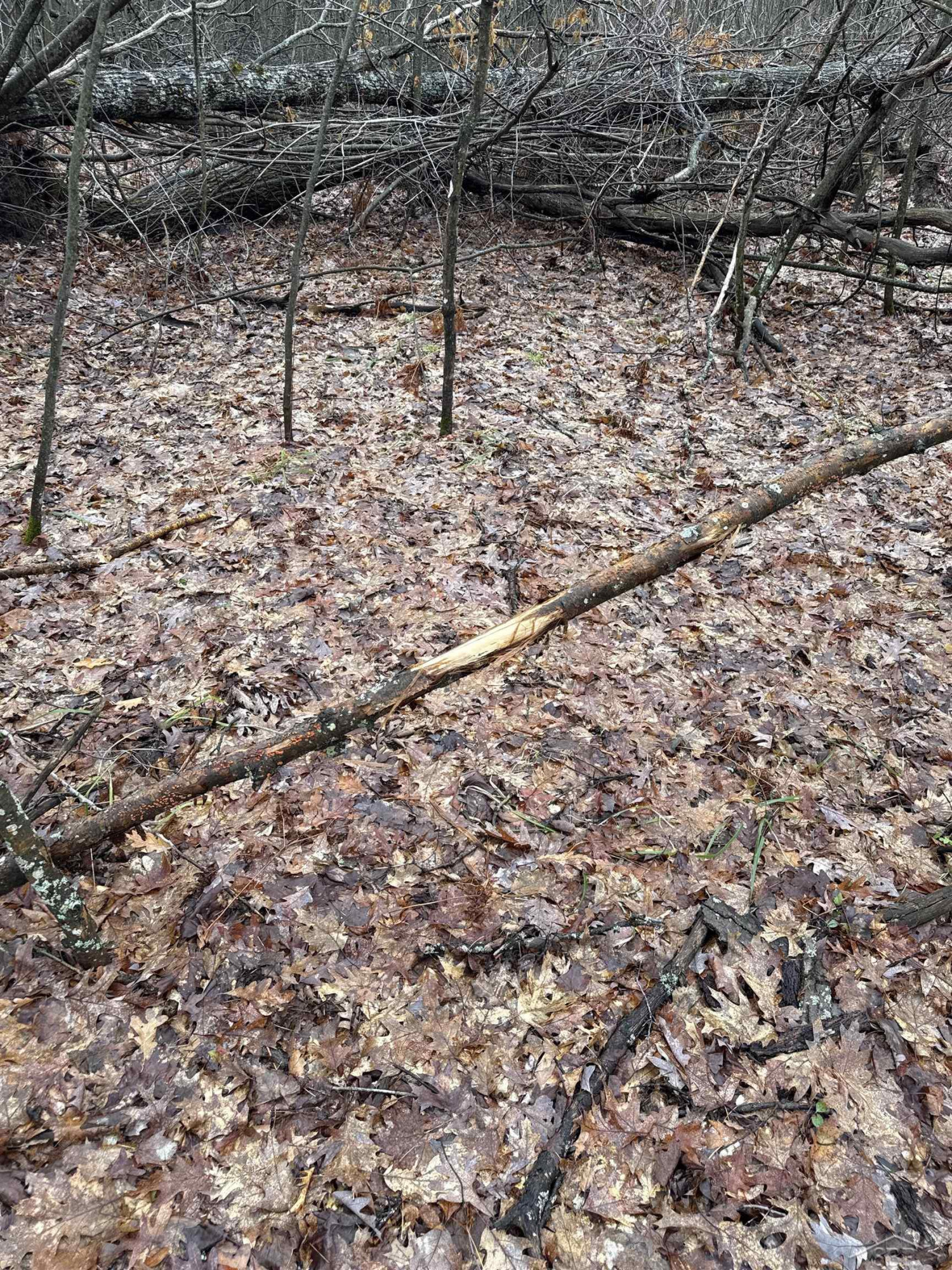 VL Camp Domino Trail, Hillman, MI 49746 — Photo 8