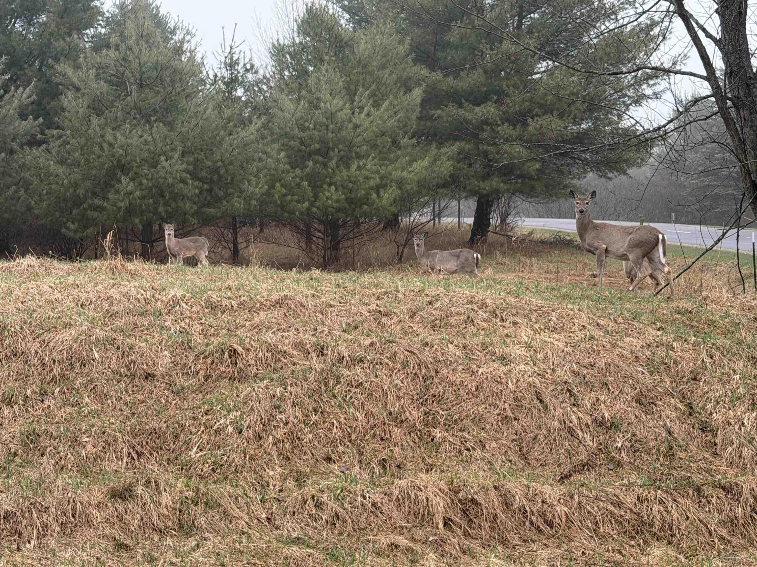 Track Iron Trail, Gladwin, MI 48624 — Photo 2