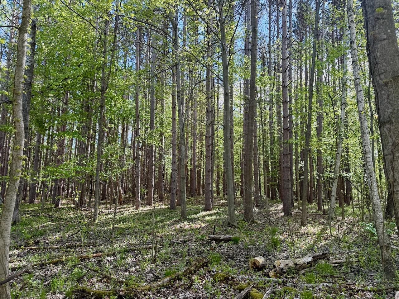 18303 Marion Road, Brant, MI 48614 — Photo 13