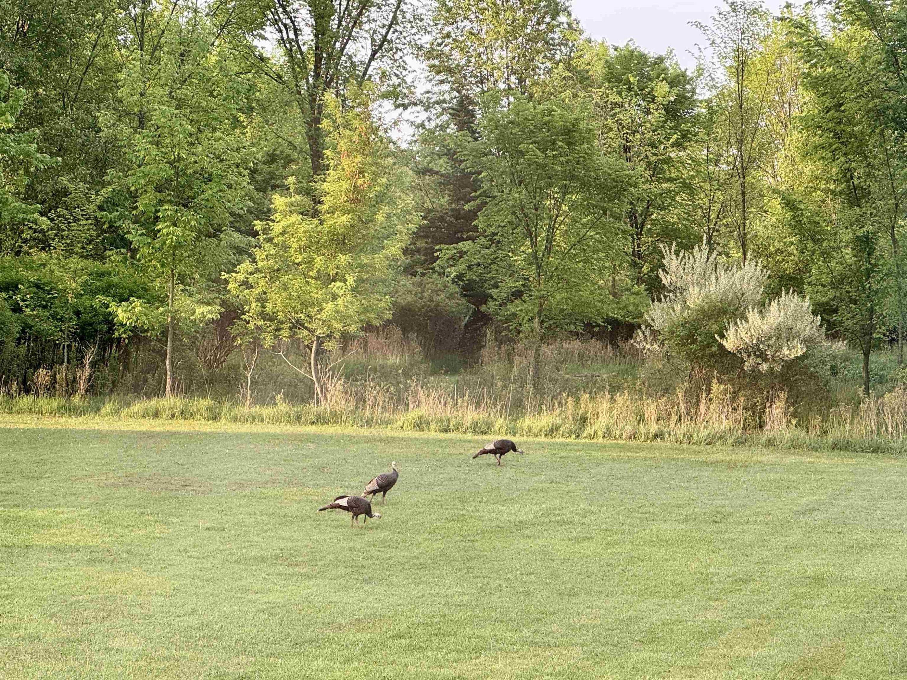 850 Middleton Road, Owosso, MI 48867 — Photo 34