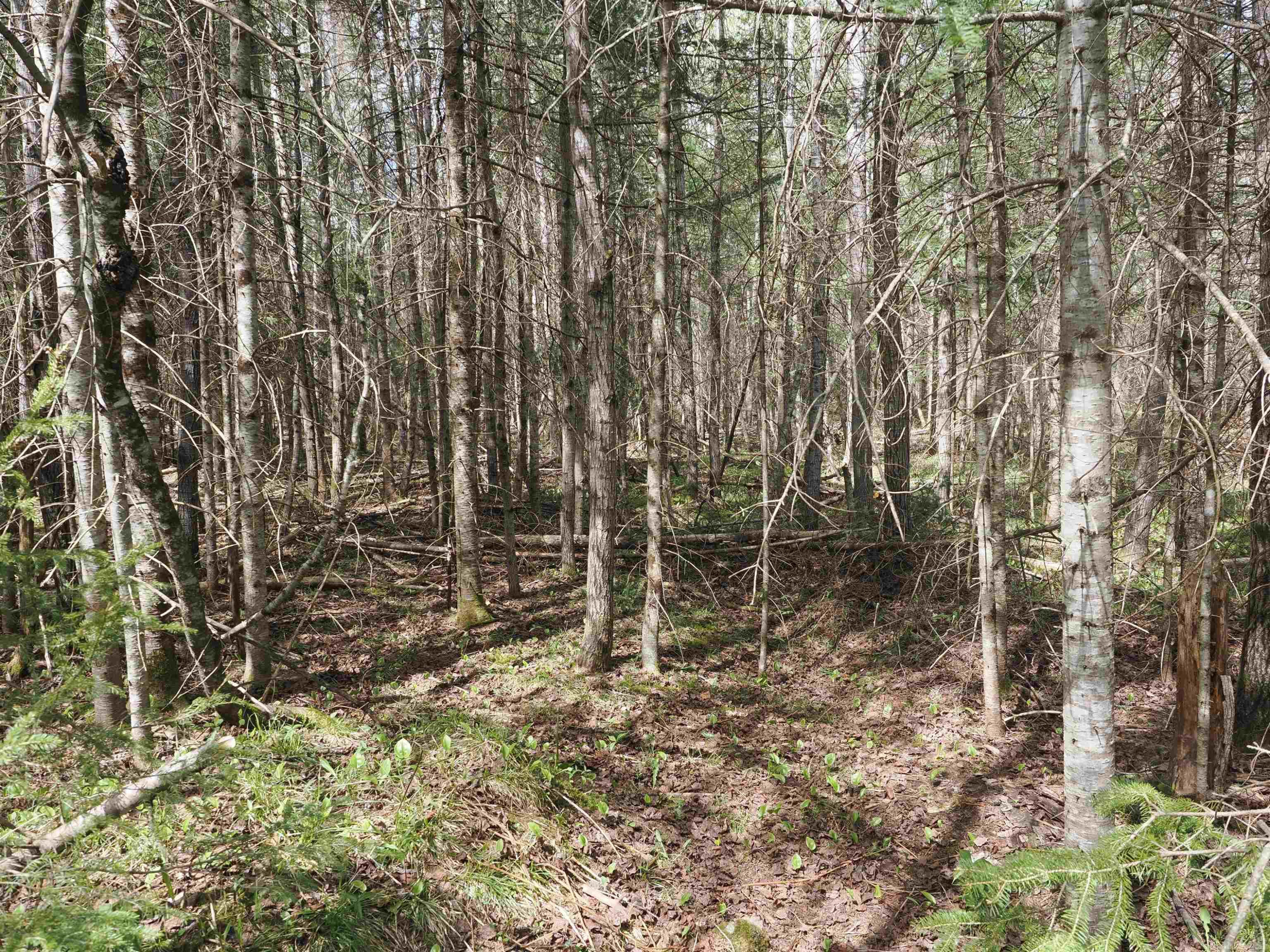 w15598 Hiawatha Trail, Gould City, MI 49838 — Photo 5