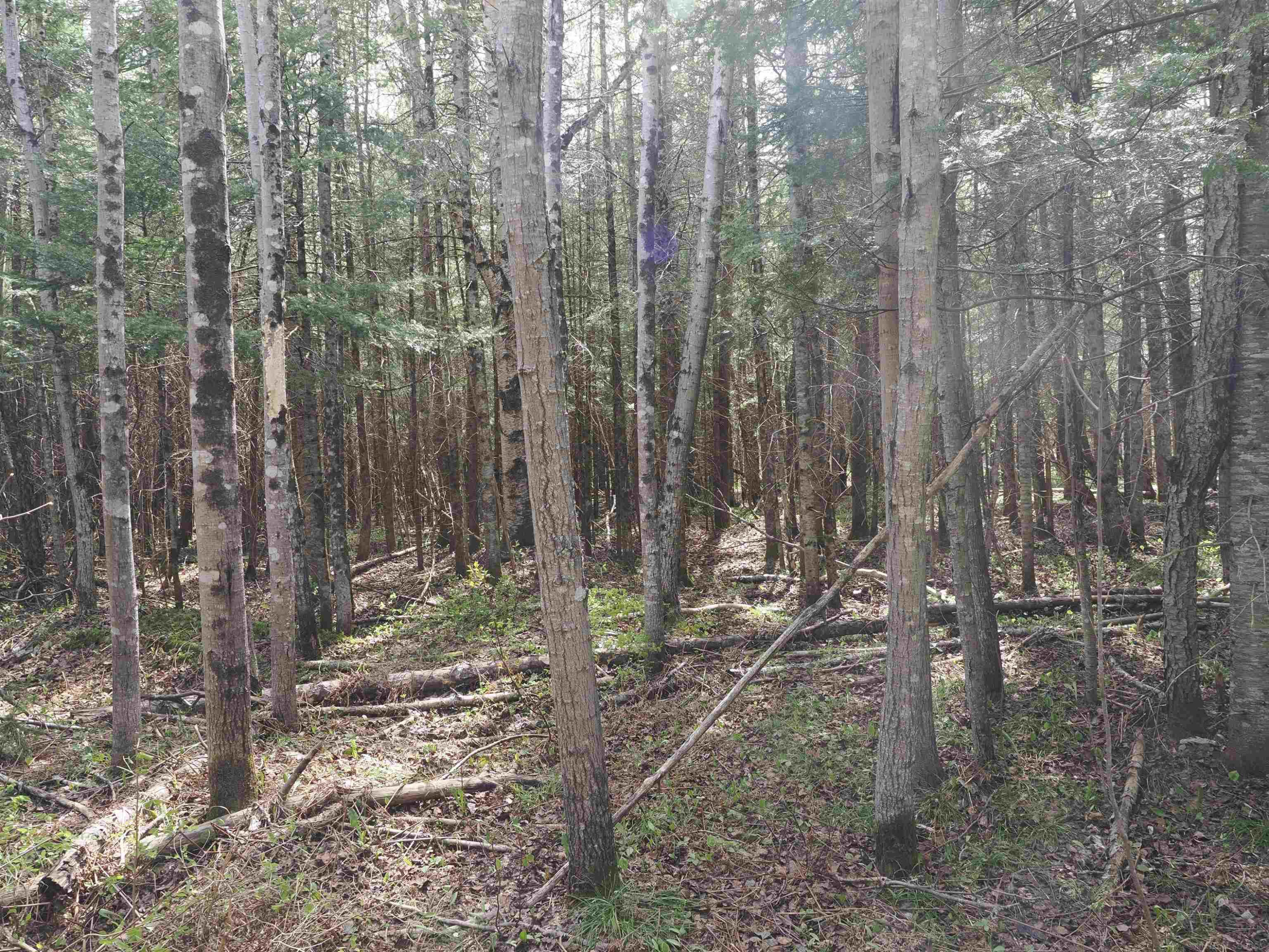 w15598 Hiawatha Trail, Gould City, MI 49838 — Photo 6