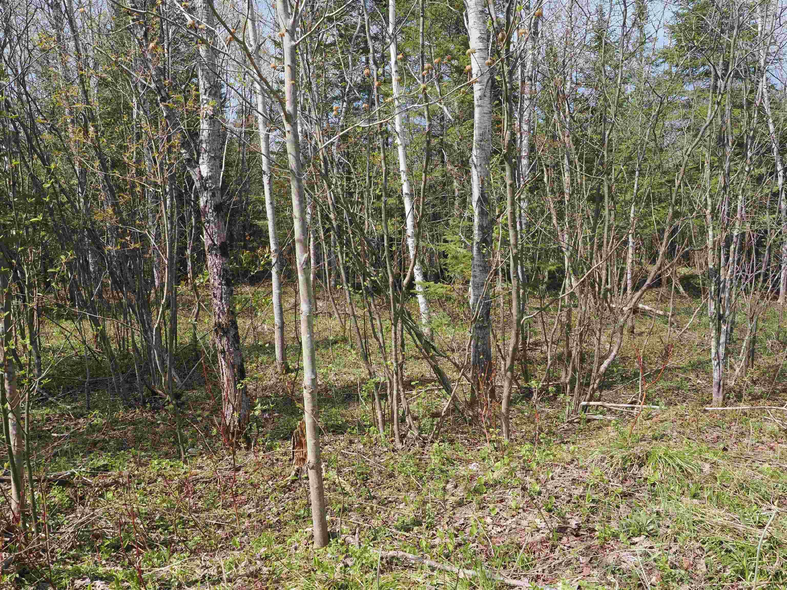 w15598 Hiawatha Trail, Gould City, MI 49838 — Photo 9