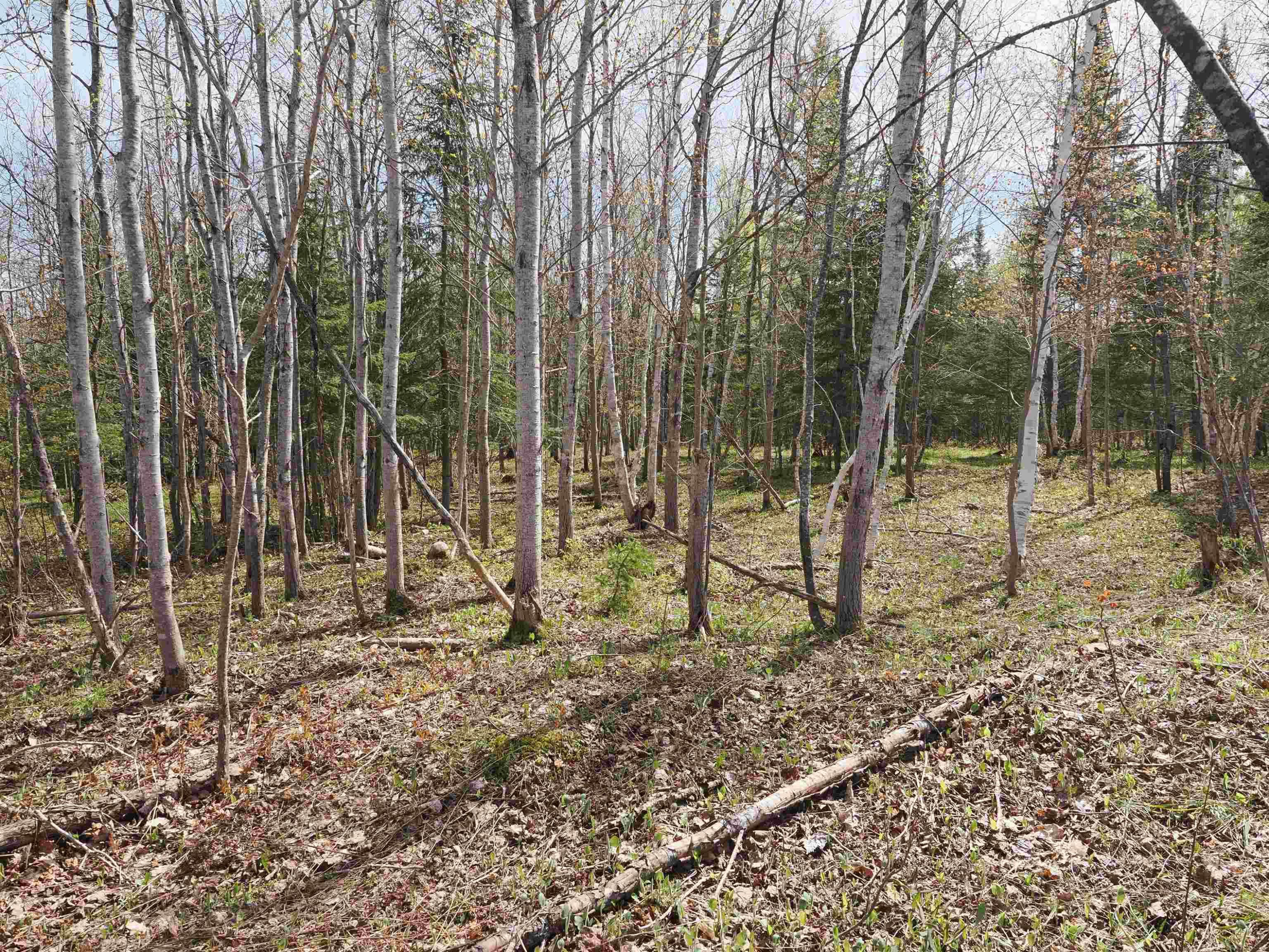 w15598 Hiawatha Trail, Gould City, MI 49838 — Photo 11