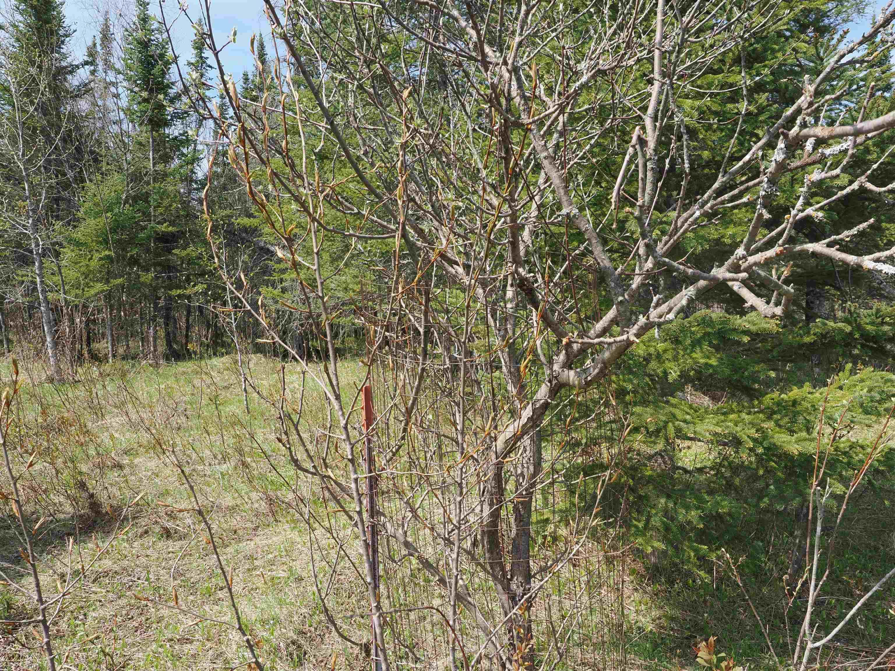 w15598 Hiawatha Trail, Gould City, MI 49838 — Photo 15
