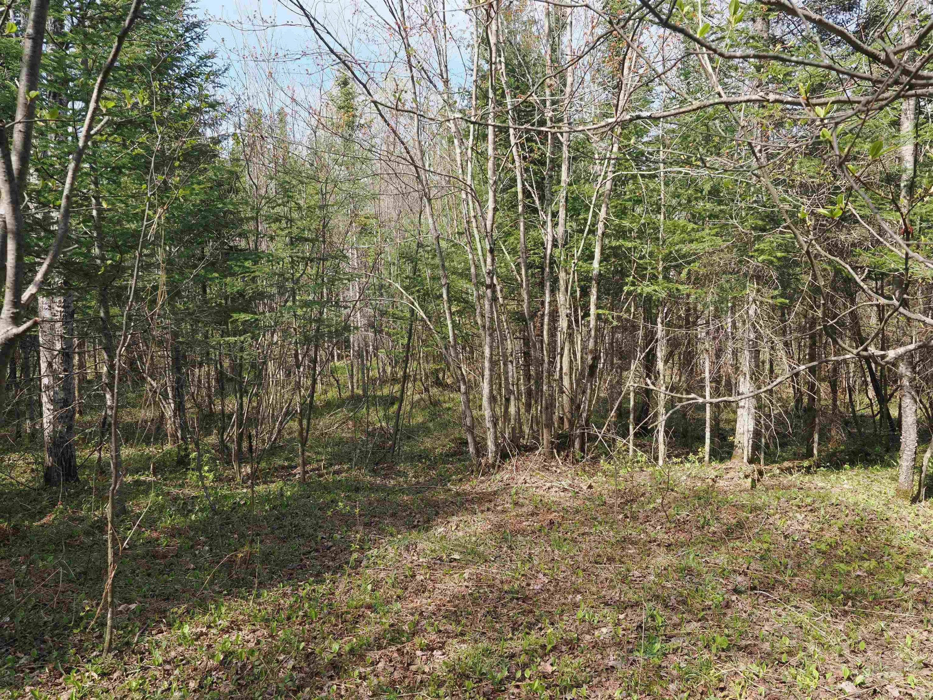 w15598 Hiawatha Trail, Gould City, MI 49838 — Photo 22
