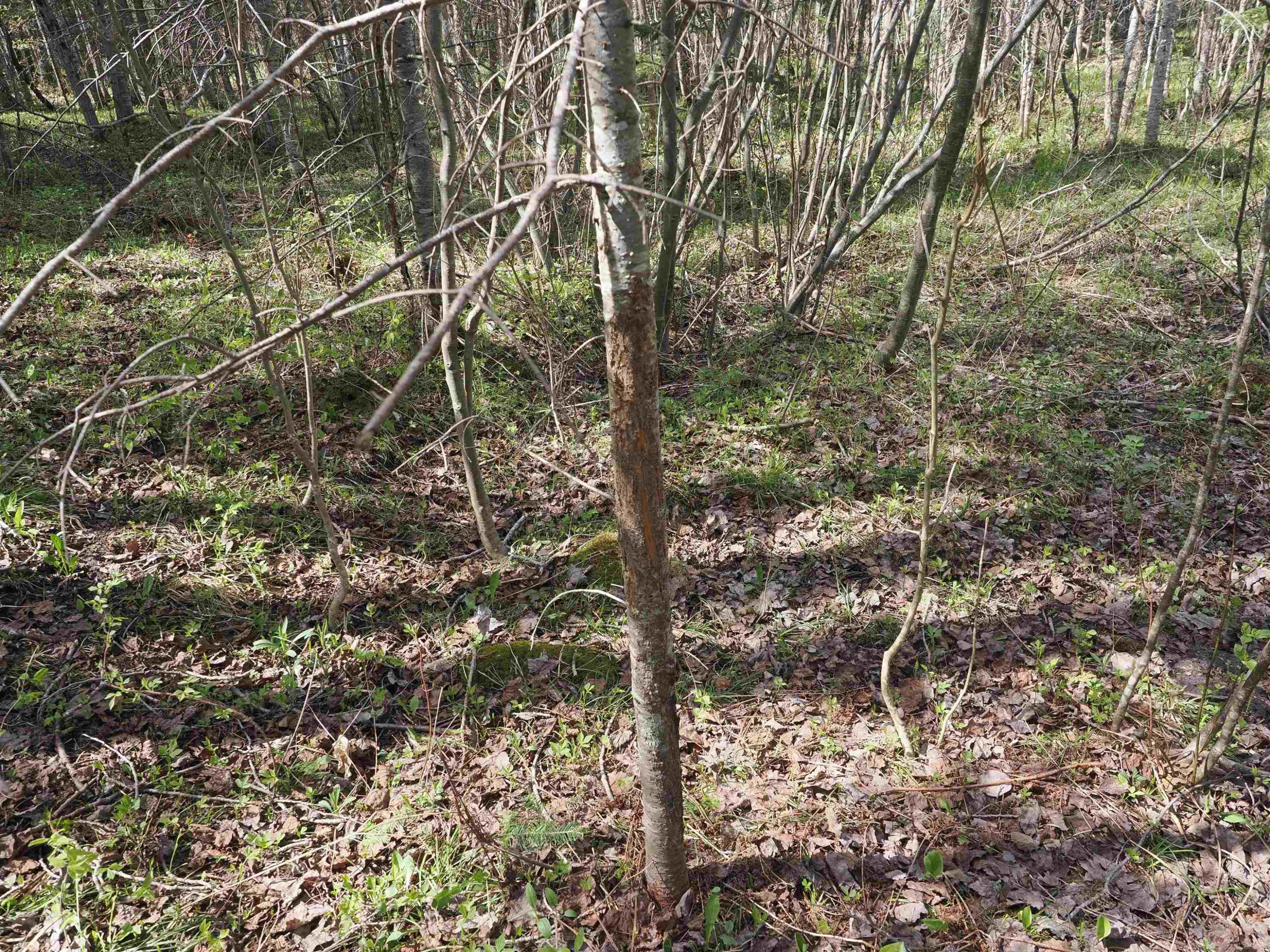 w15598 Hiawatha Trail, Gould City, MI 49838 — Photo 23