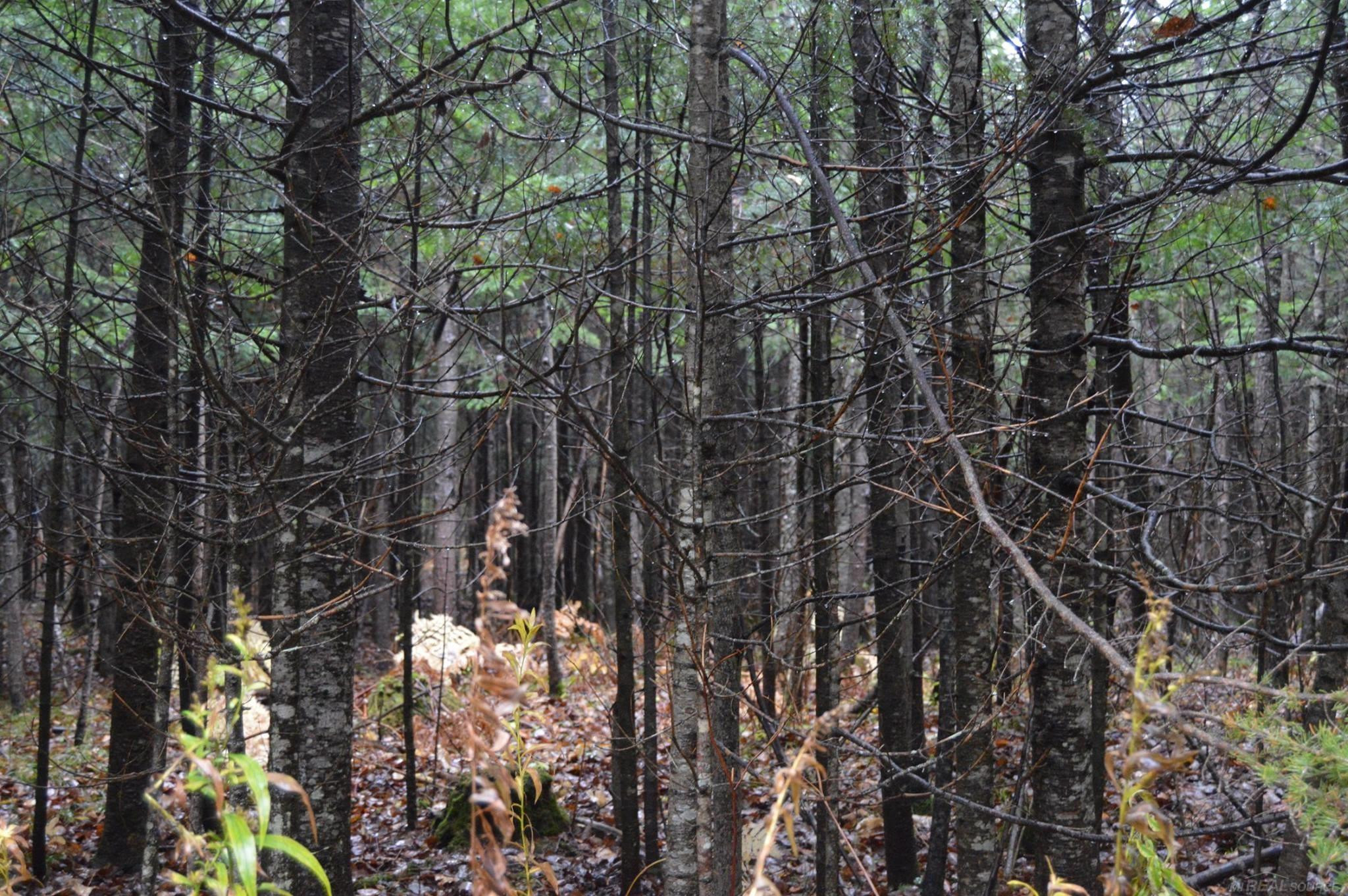 w15598 Hiawatha Trail, Gould City, MI 49838 — Photo 35