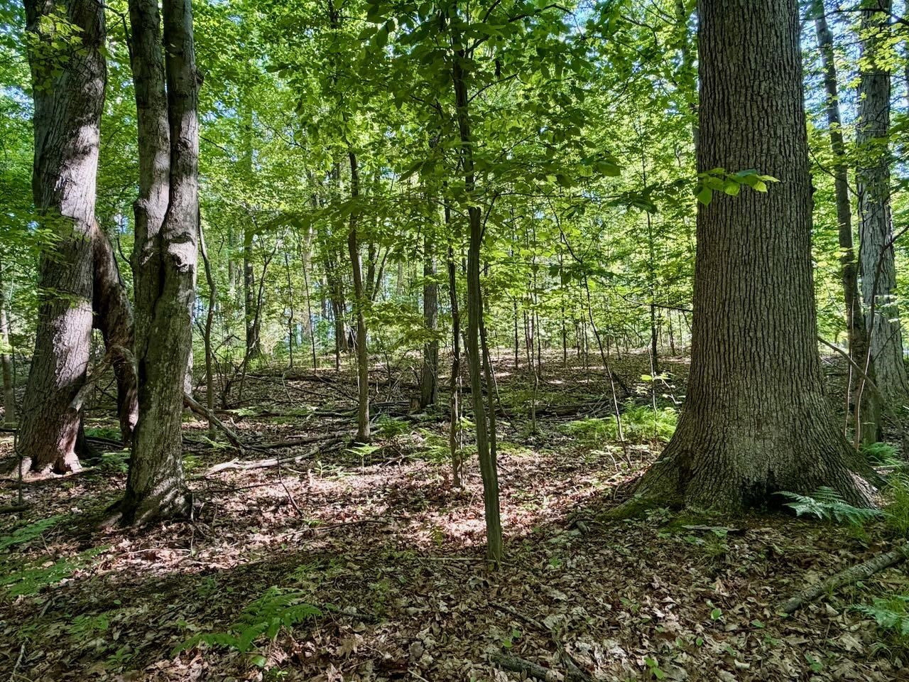 12385 Baumgartner Road, Saint Charles, MI 48655 — Photo 47