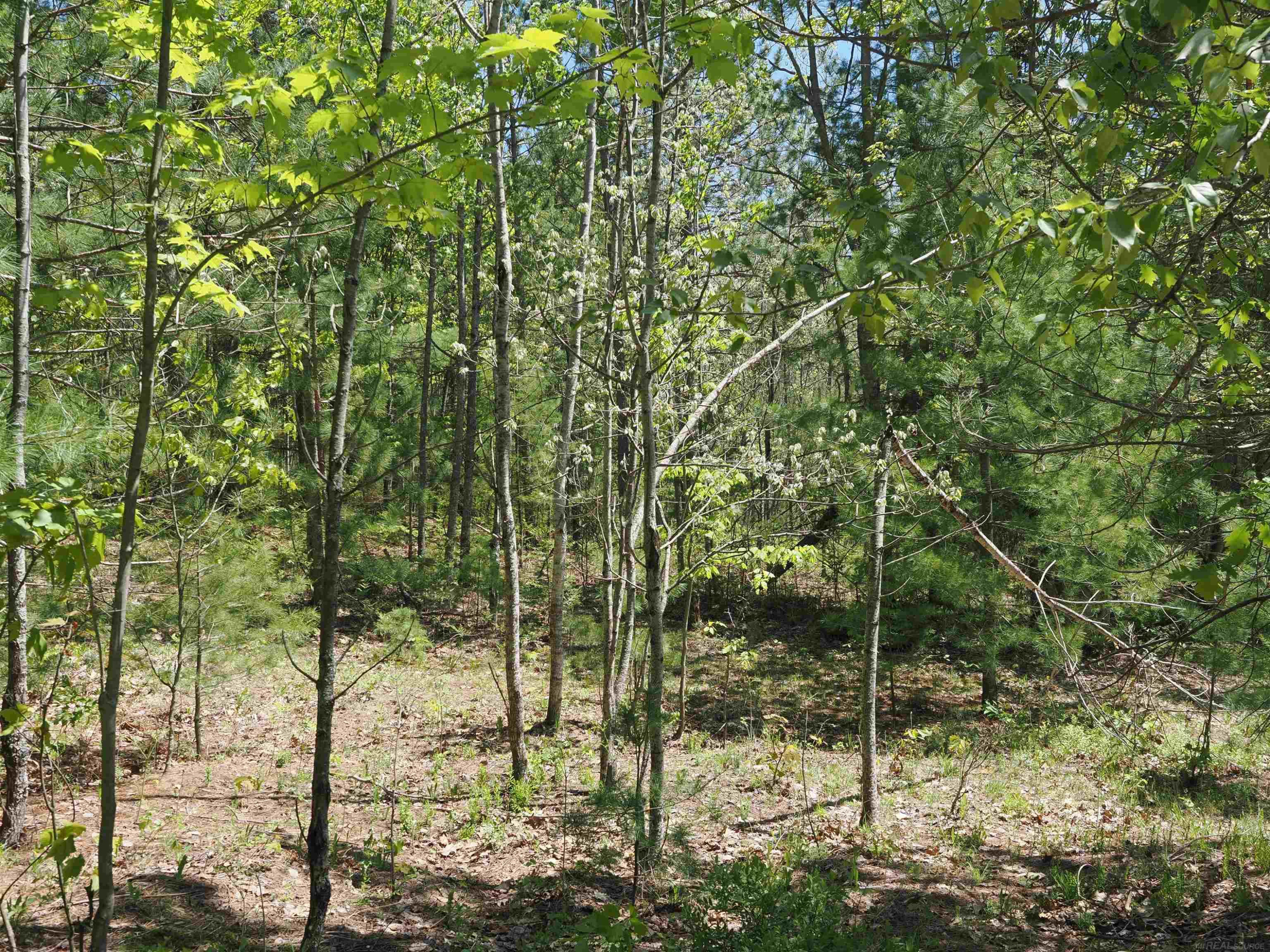 4205 Stoney Creek Road, Afton, MI 49705 — Photo 15