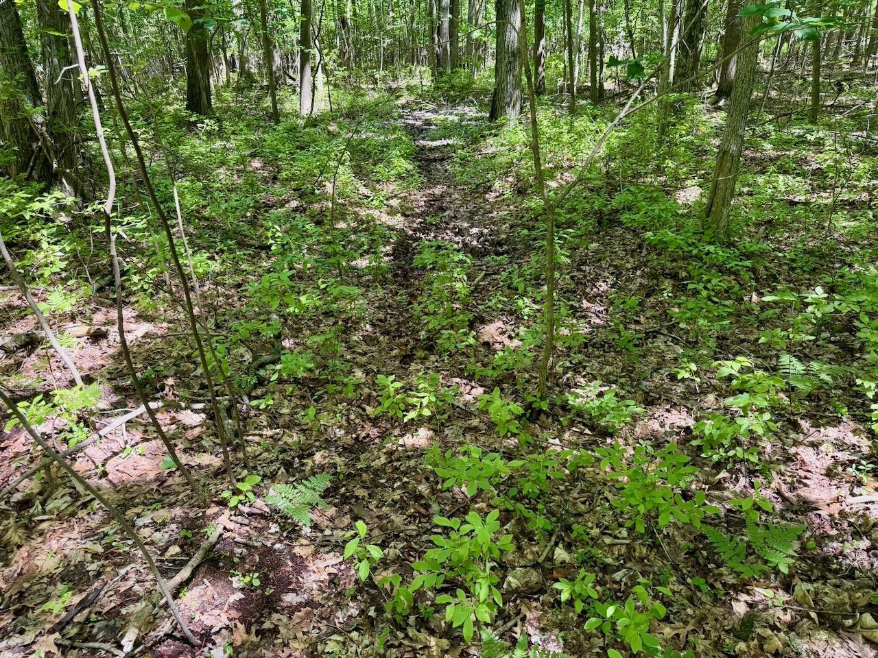 Chapin V/L Road, Elsie, MI 48831 — Photo 11