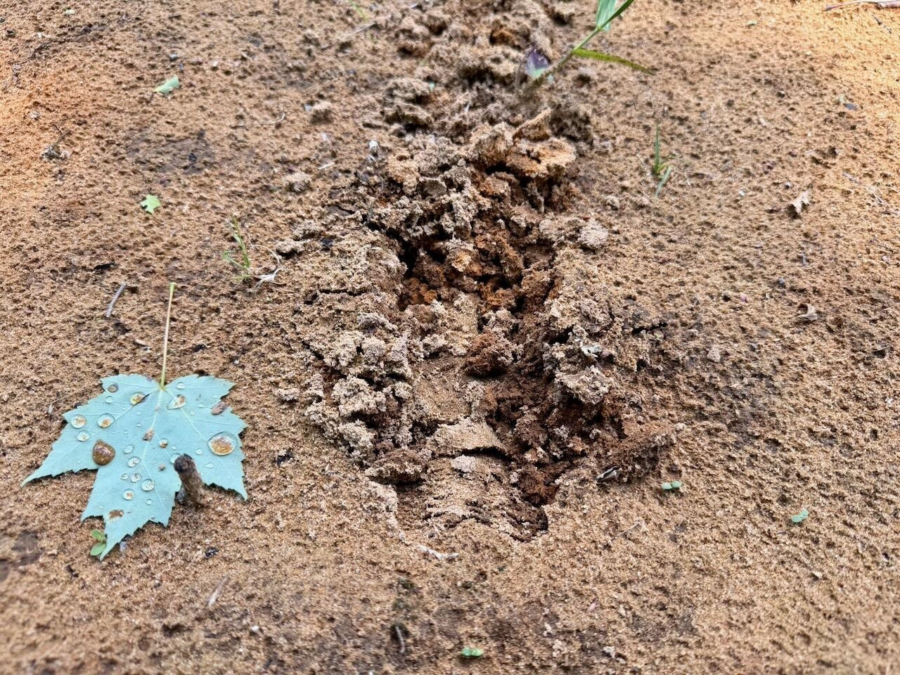 Chapin V/L Road, Elsie, MI 48831 — Photo 14
