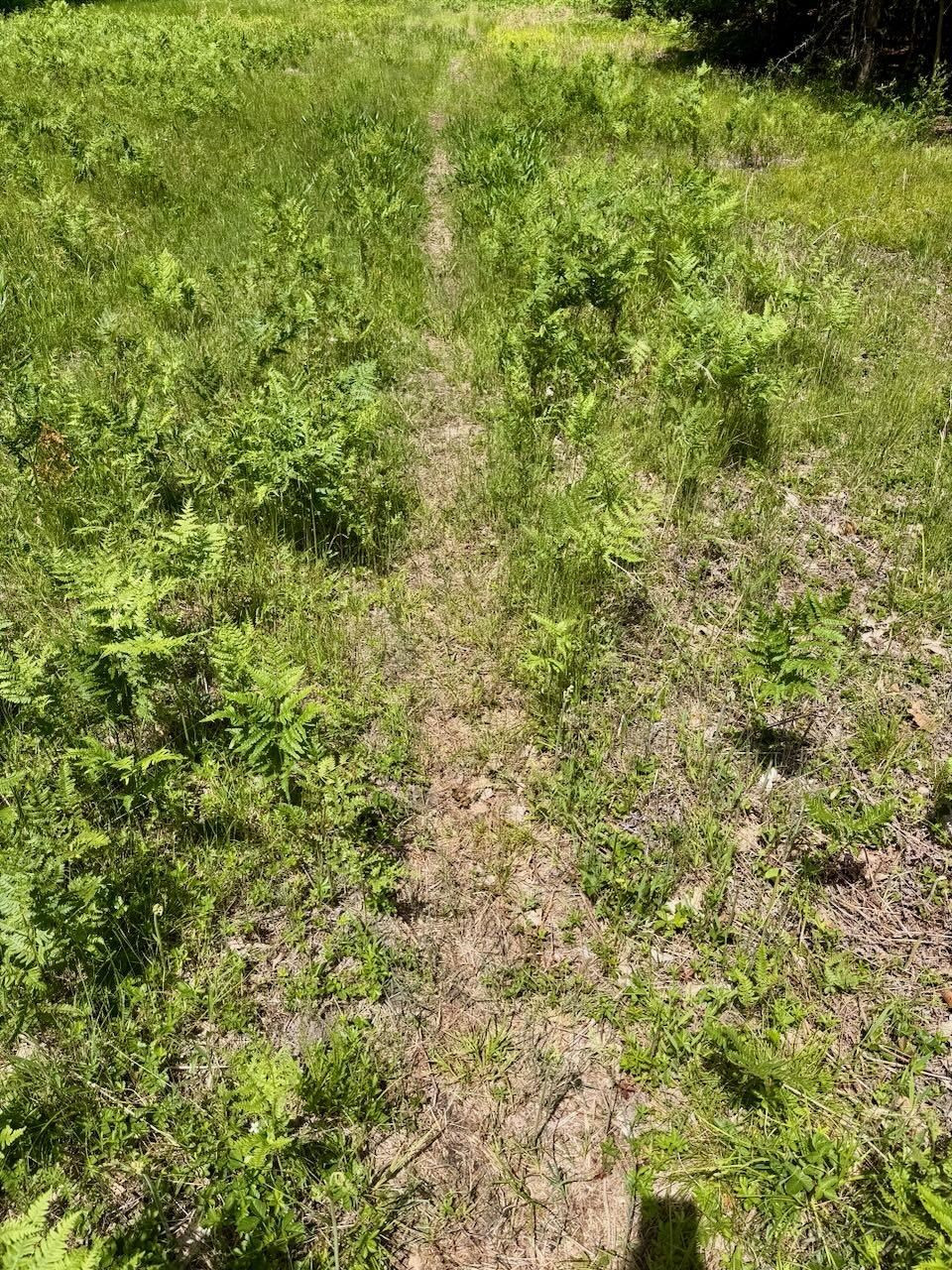 Chapin V/L Road, Elsie, MI 48831 — Photo 15