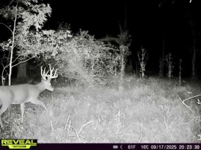 Chapin V/L Road, Elsie, MI 48831 — Photo 16