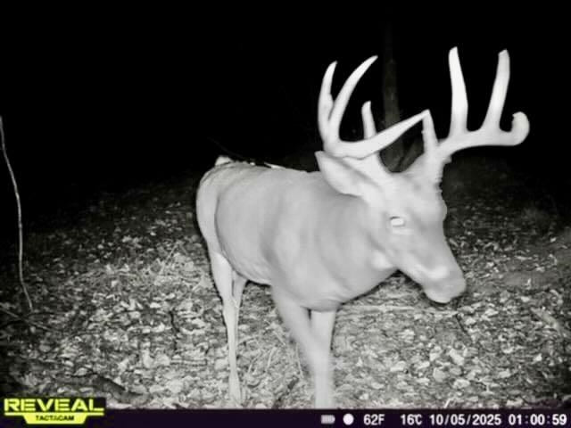 Chapin V/L Road, Elsie, MI 48831 — Photo 18