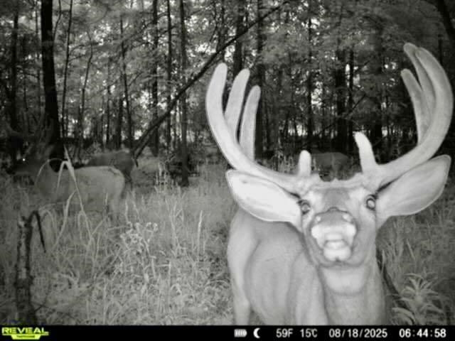Chapin V/L Road, Elsie, MI 48831 — Photo 19