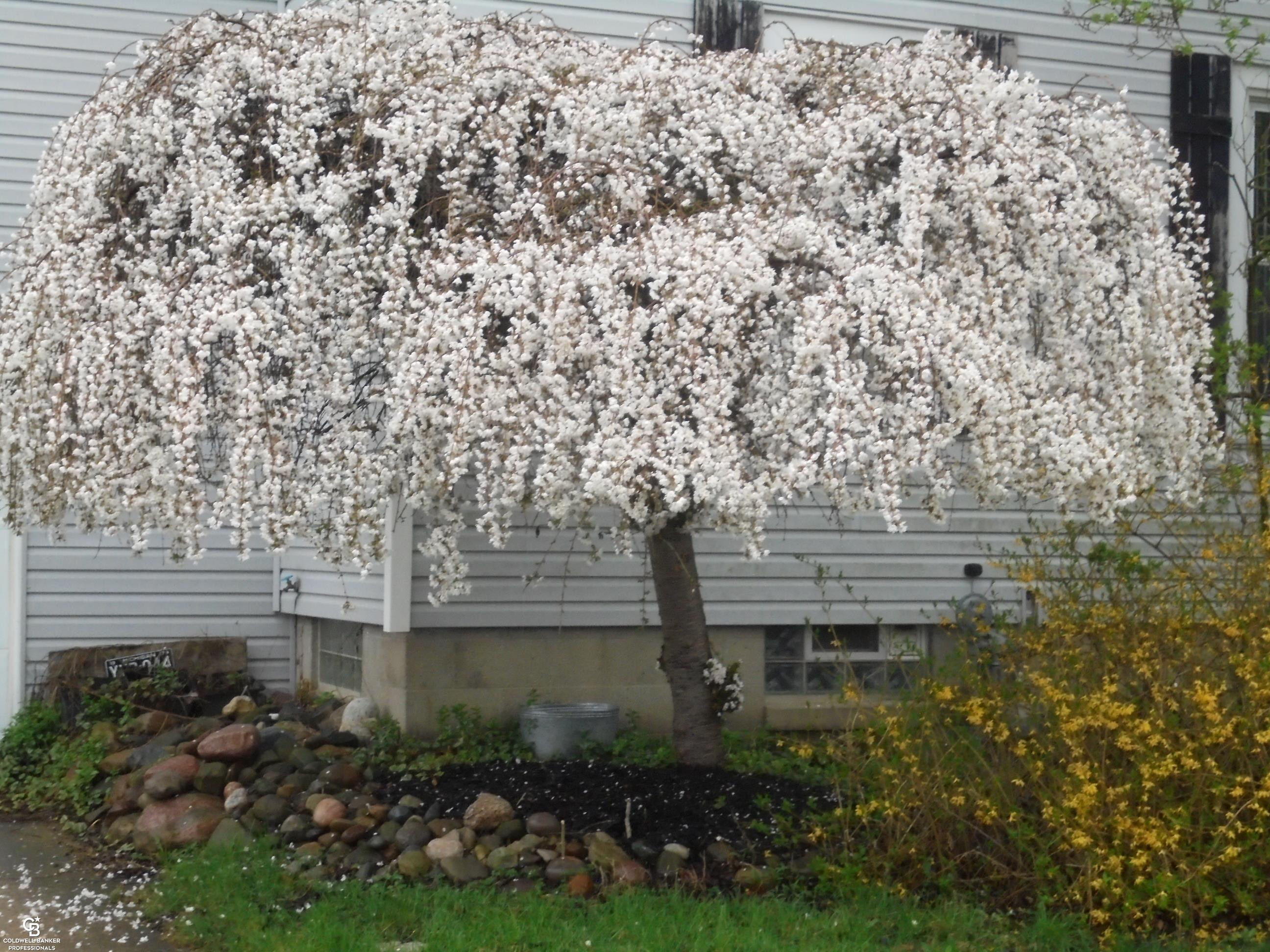 36311 Beier Street, Richmond, MI 48062 — Photo 7