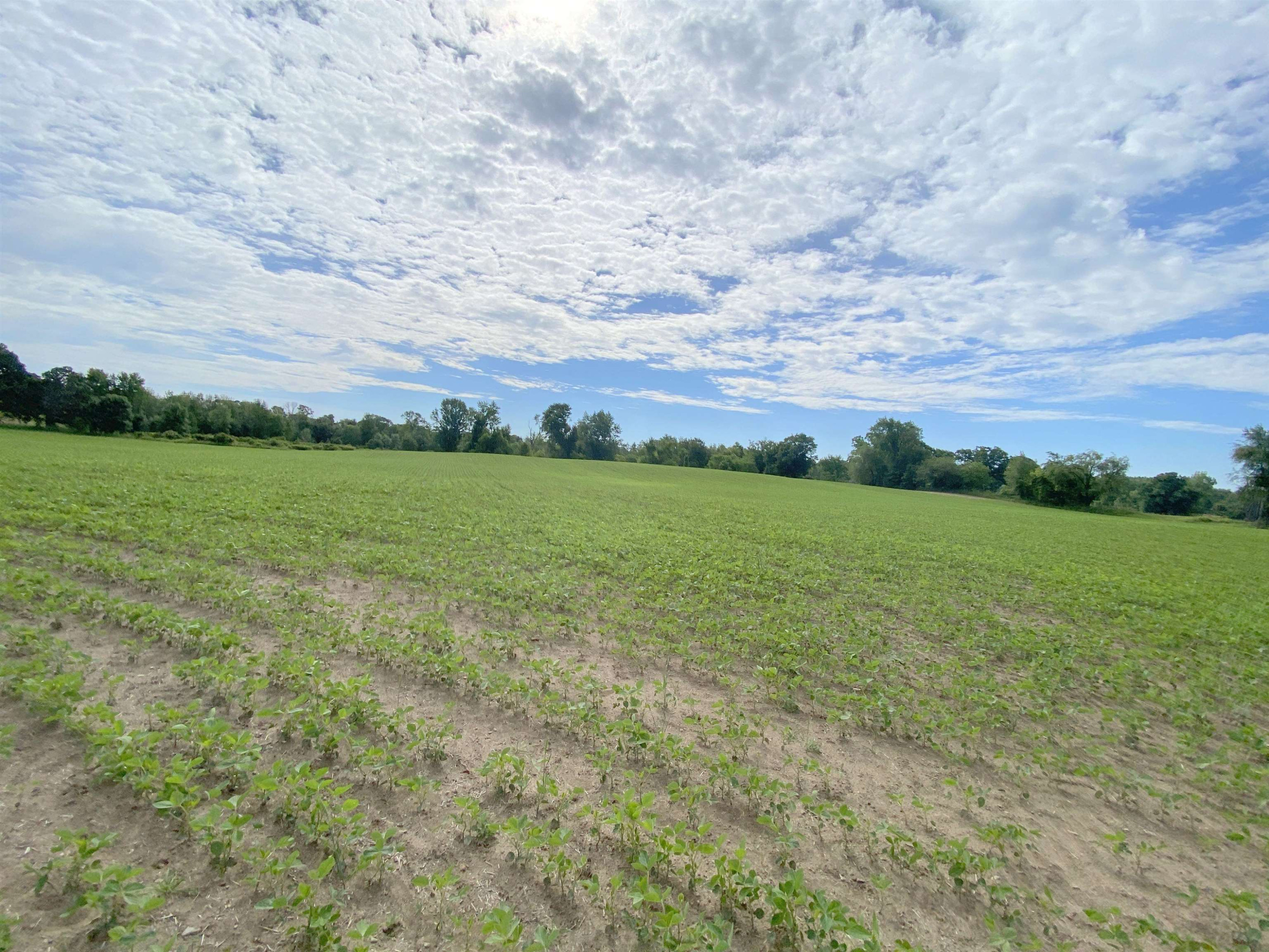 0 Elm (Parcel B) Road, Webberville, MI 48892 — Photo 7