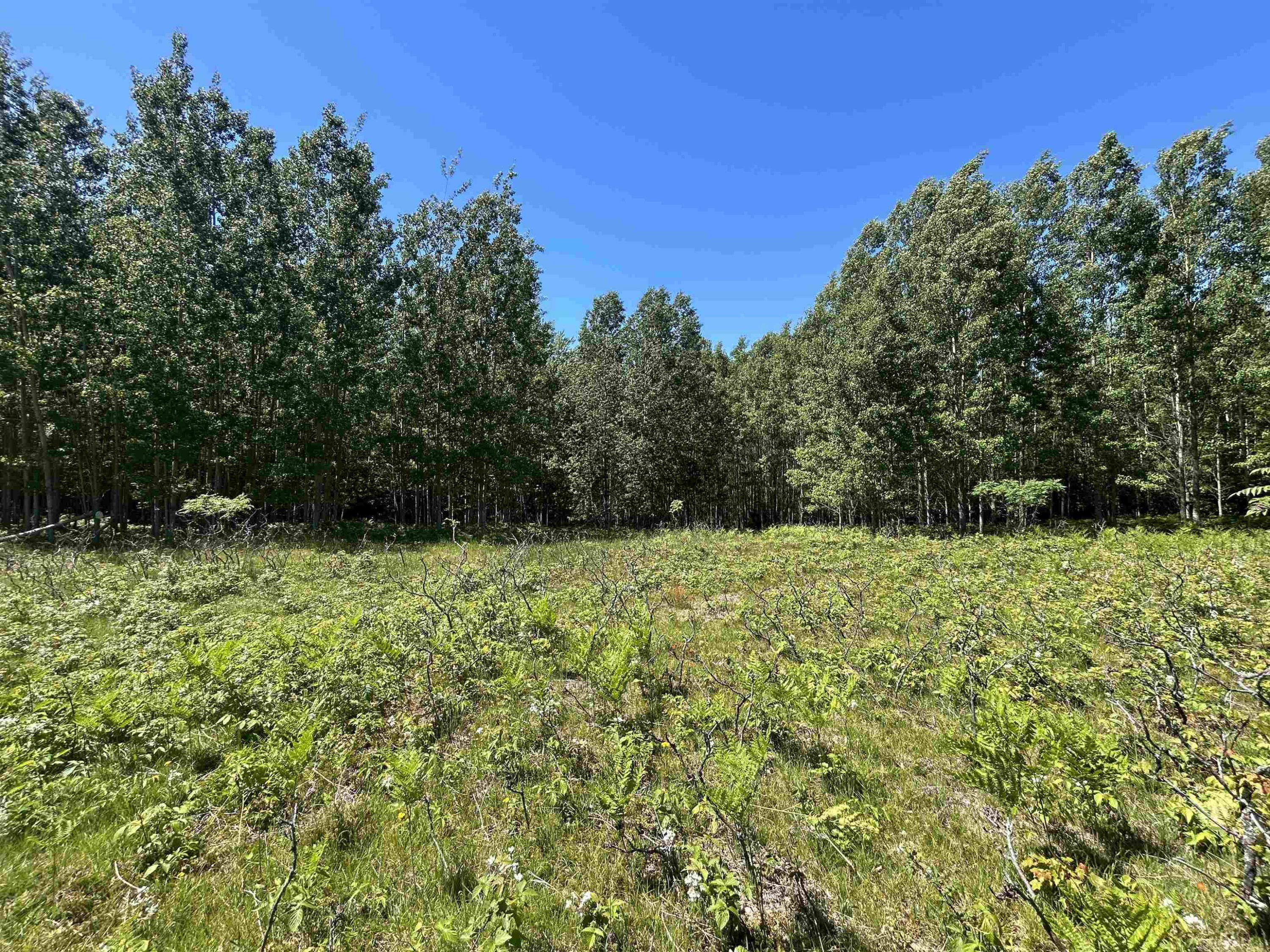 2263 Elder Road, Carp Lake, MI 49718 — Photo 39