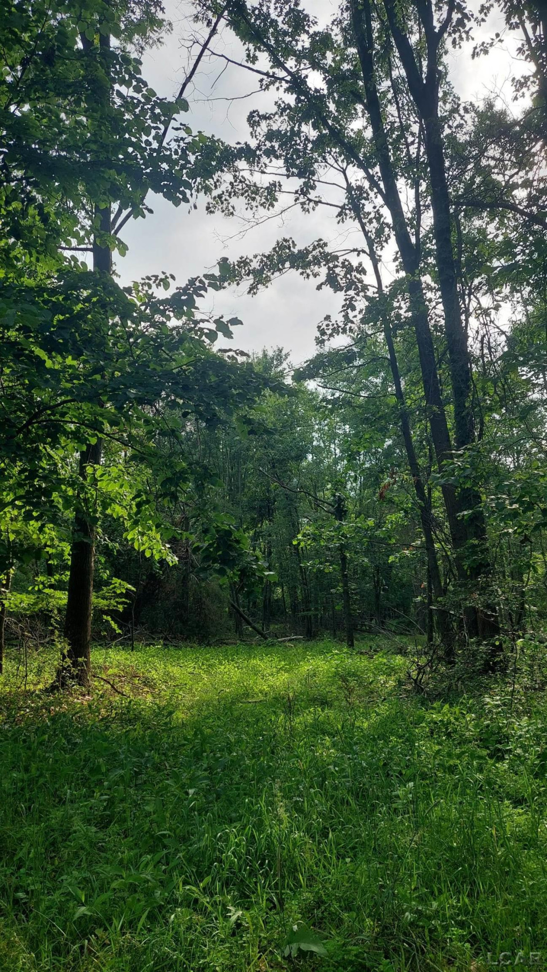 W Mosherville Road, Litchfield, MI 49252 — Photo 4