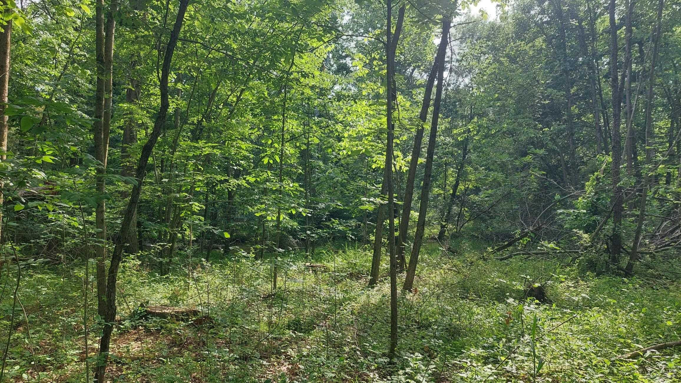 W Mosherville Road, Litchfield, MI 49252 — Photo 7