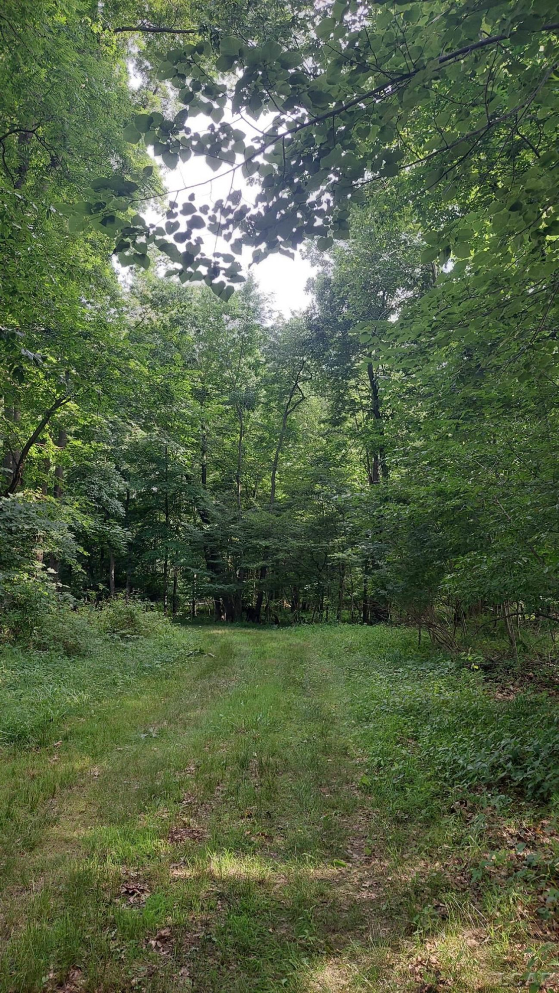 W Mosherville Road, Litchfield, MI 49252 — Photo 8