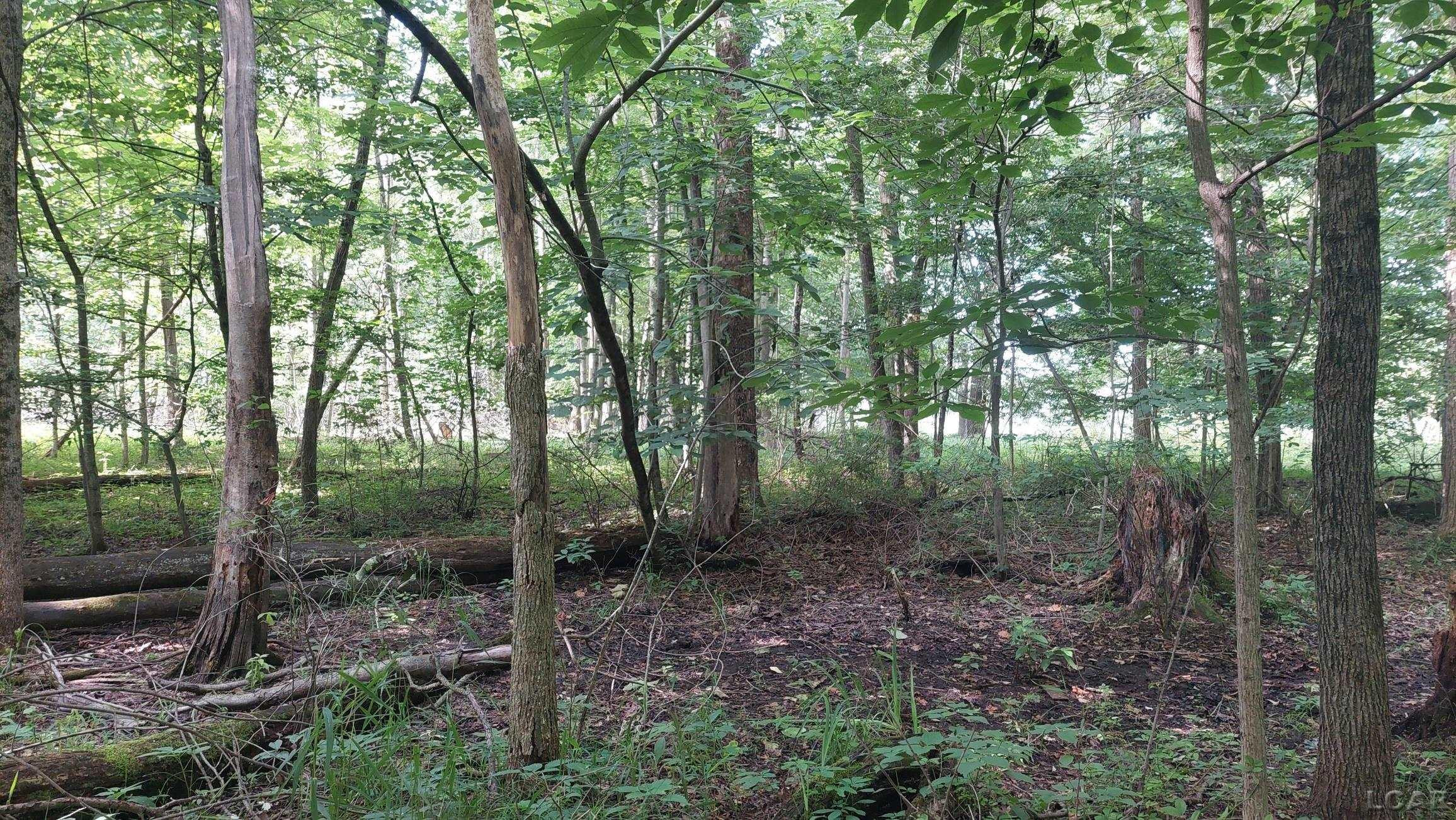 W Mosherville Road, Litchfield, MI 49252 — Photo 14