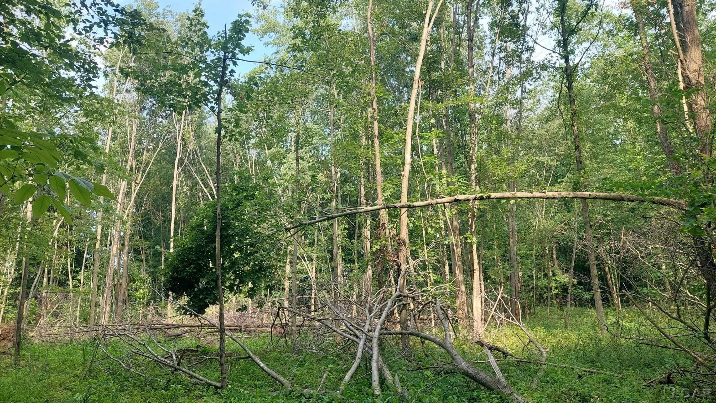W Mosherville Road, Litchfield, MI 49252 — Photo 17