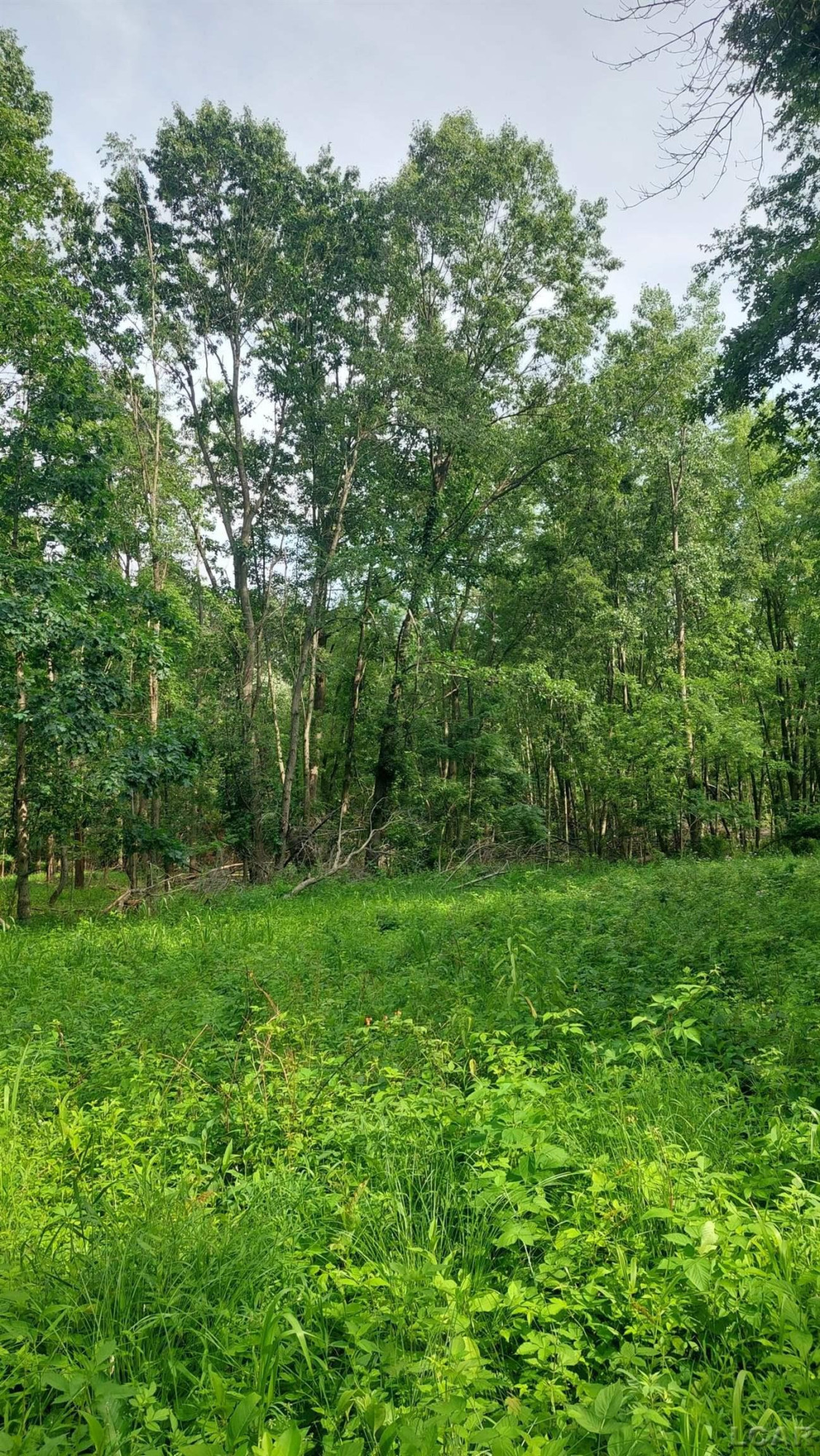 W Mosherville Road, Litchfield, MI 49252 — Photo 22