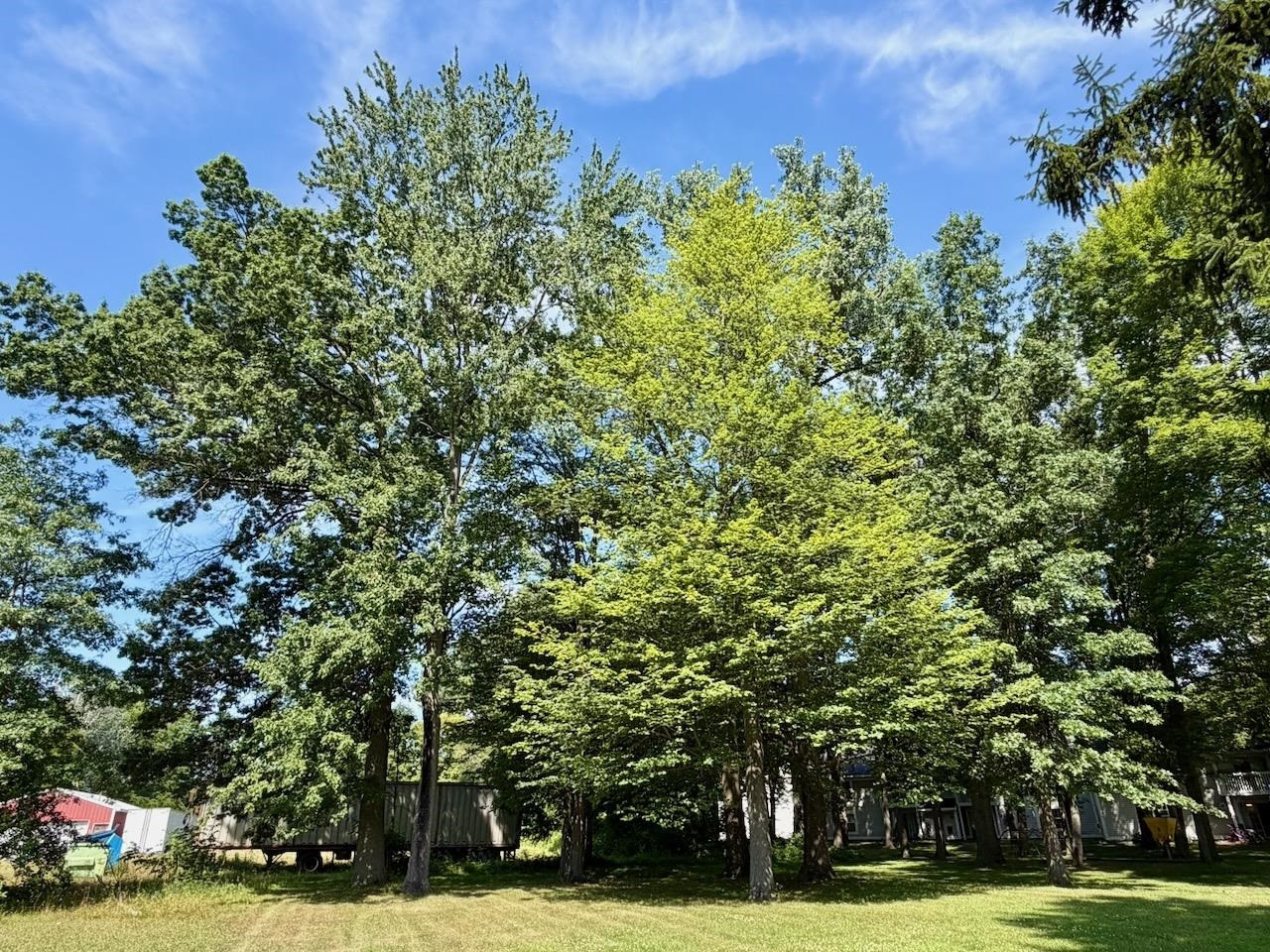 623 N Line Street, Chesaning, MI 48616 — Photo 8