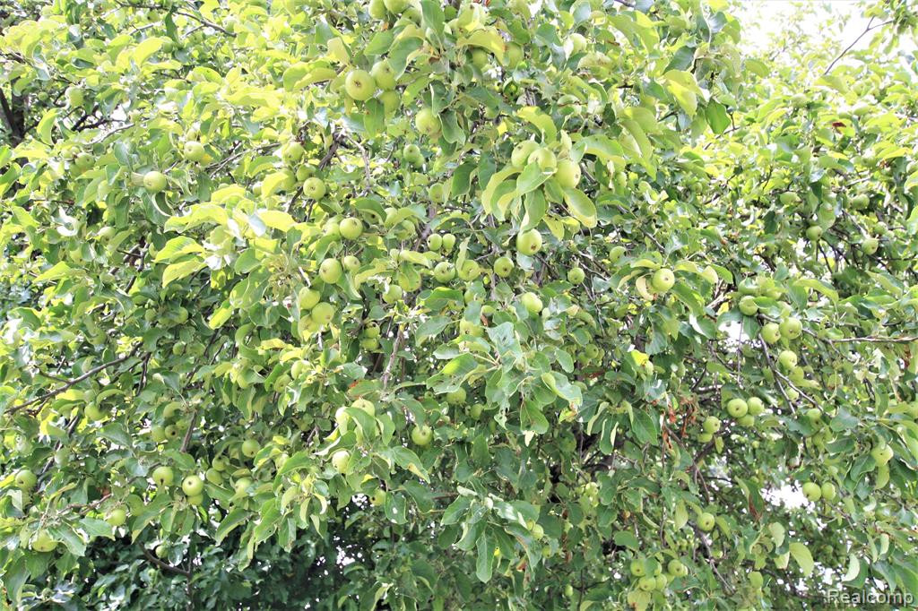 7115 FERGUS Road, St. Charles, MI 48655 — Photo 4