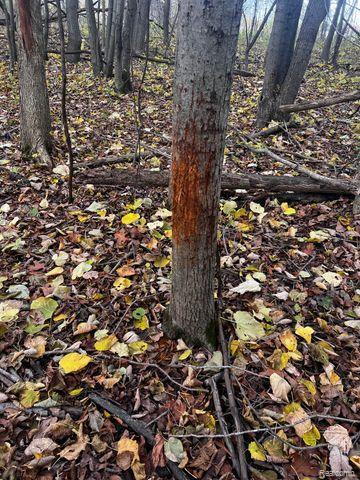 Lot 1 CLYDE Road, Howell, MI 48855 — Photo 25