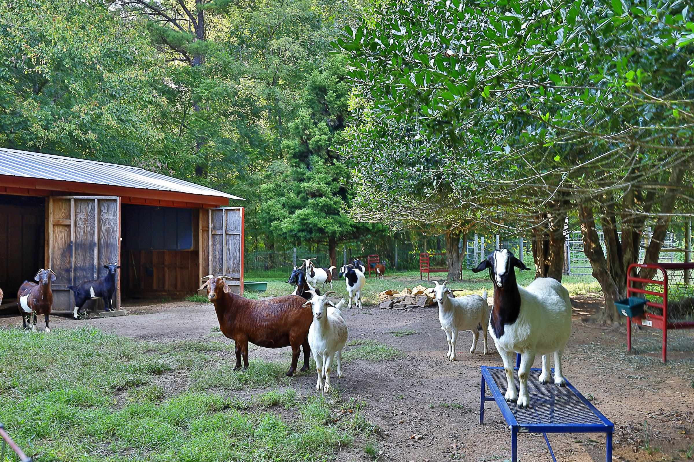 1800 Halls Mill Road photo 51