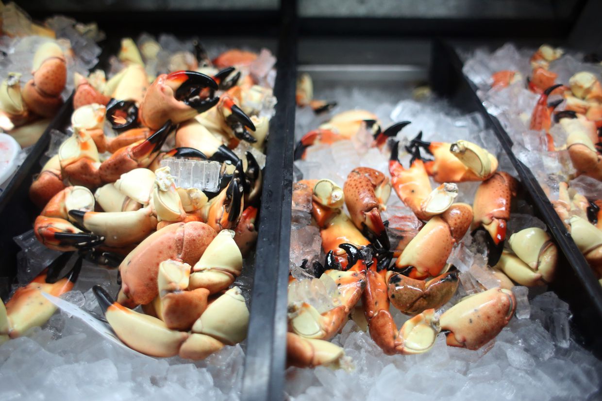 Claws For Optimism Florida Stone Crab Season Looks Promising Florida