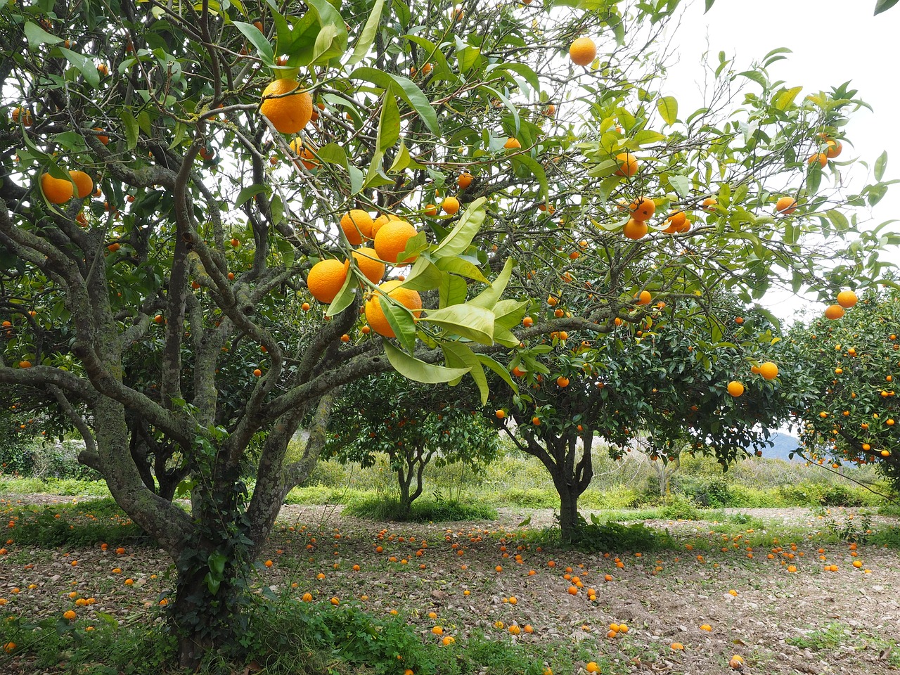 Florida’s battered orange growers are cashing in on a housing boom | Florida Trend Real Estate – Florida Trend